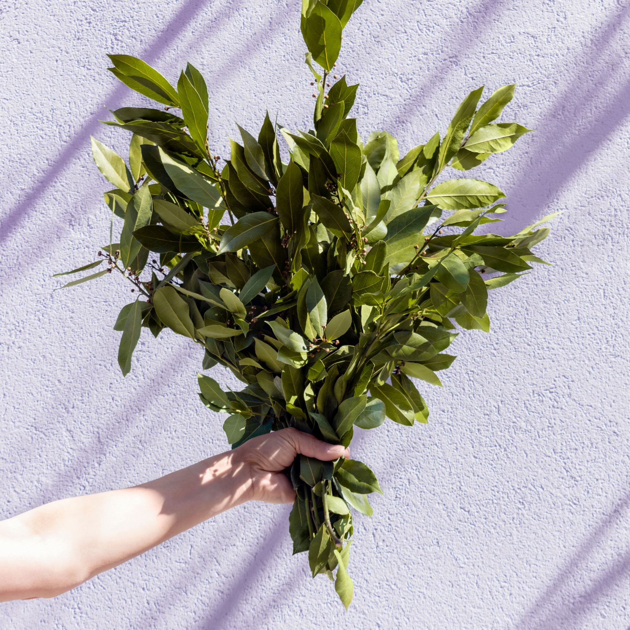 Bay Laurel Tree - Laurus nobilis