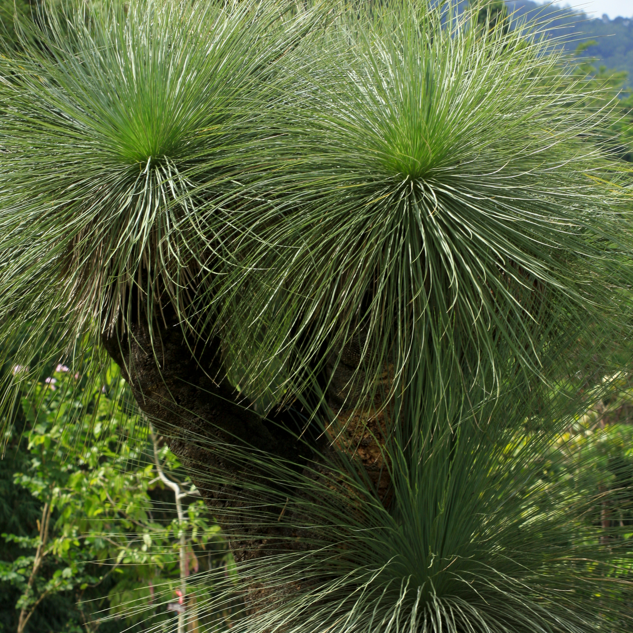 Johnson Grass Tree - Xanthorrhoea johnsonii