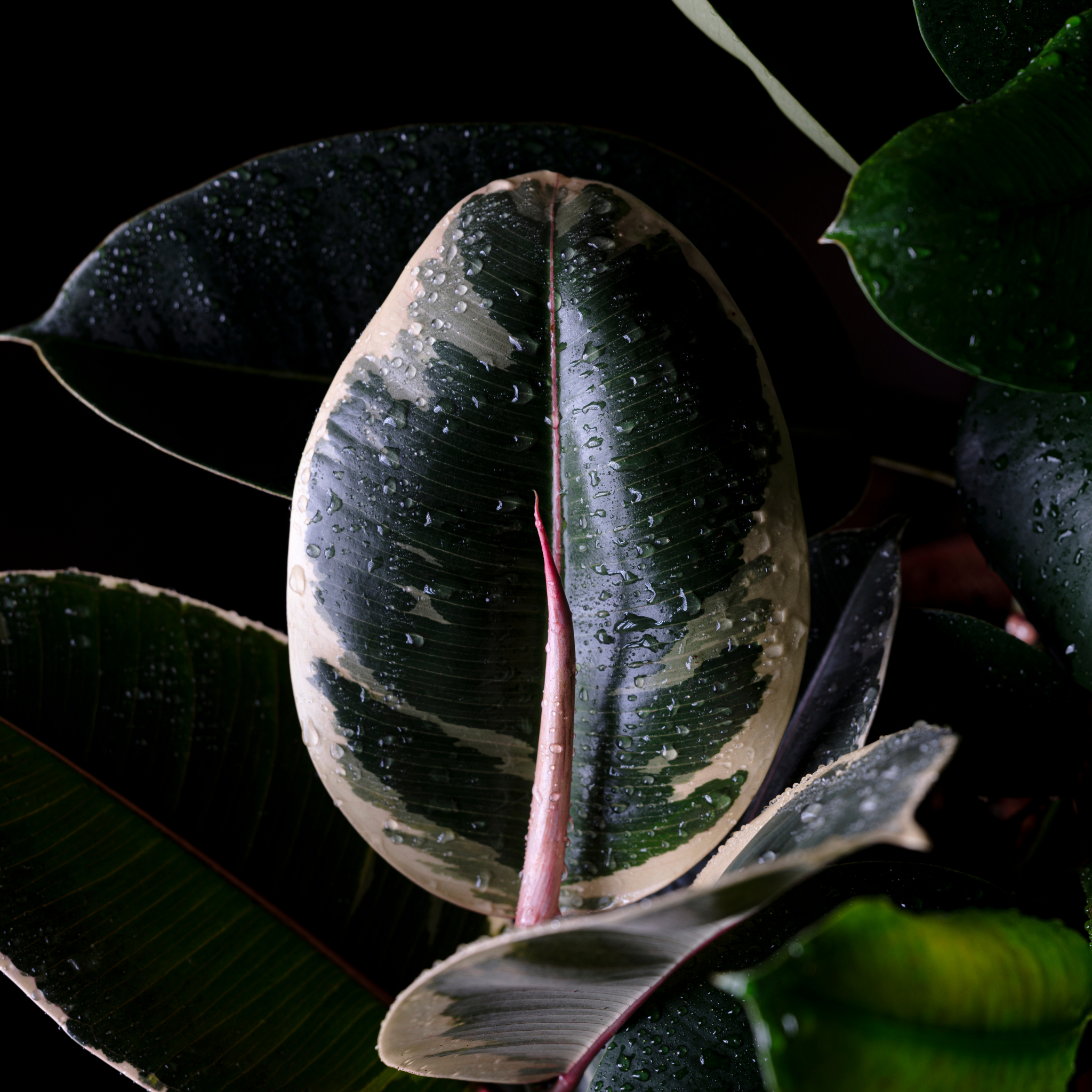 Tineke Rubber Tree Plant - Ficus elastica Tineke