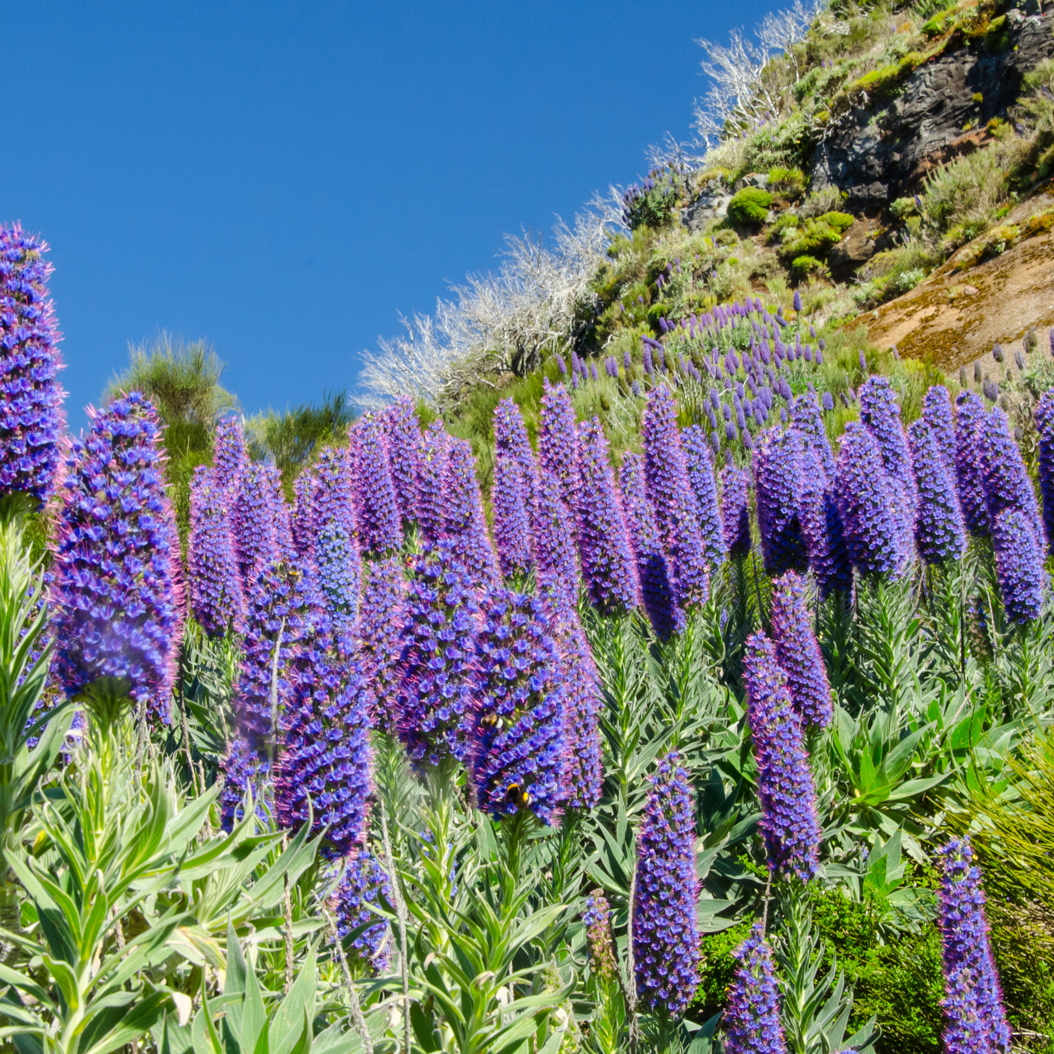 Pride of Madeira - Echium candicans
