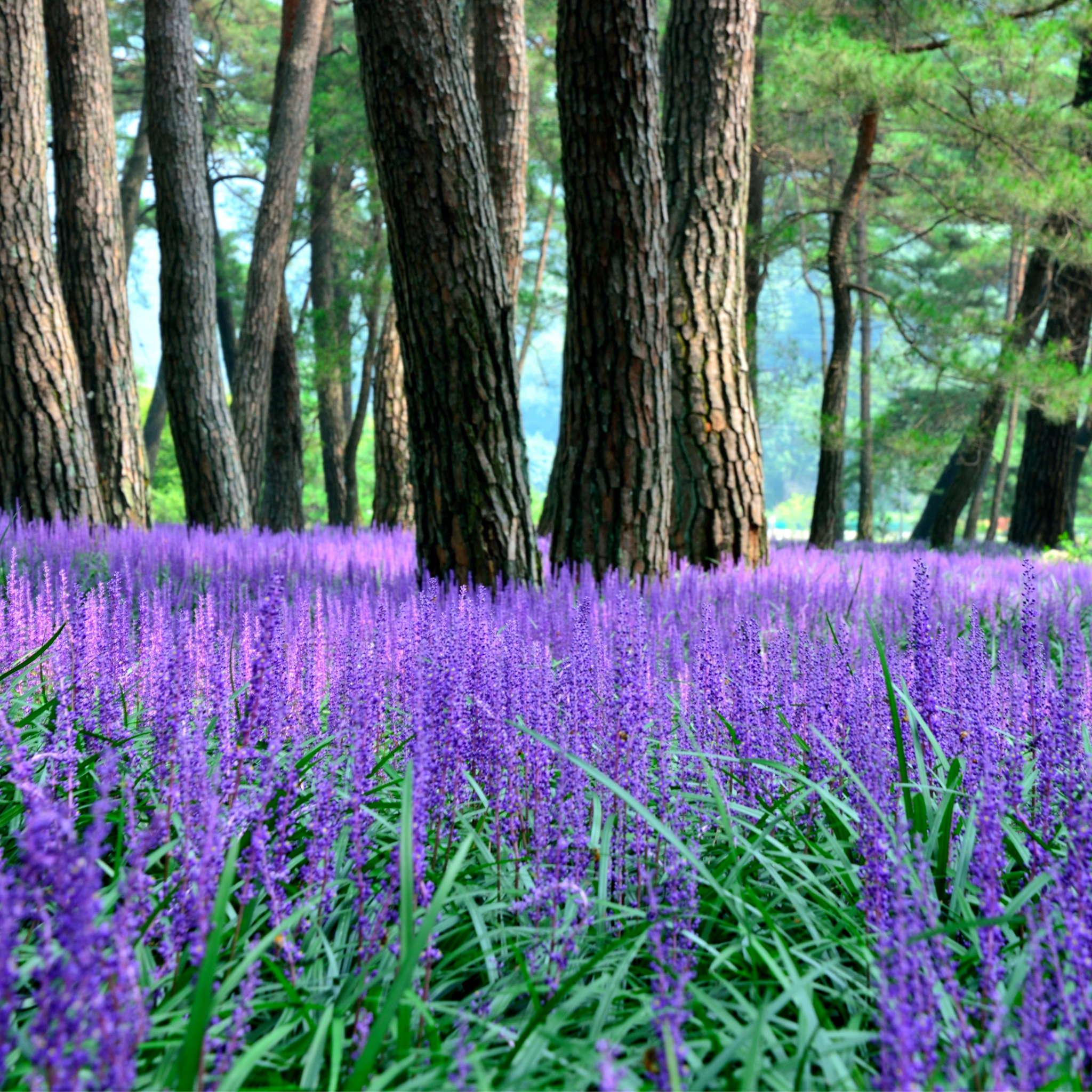 Lillyturf Royal Purple - Liriope muscari Royal Purple