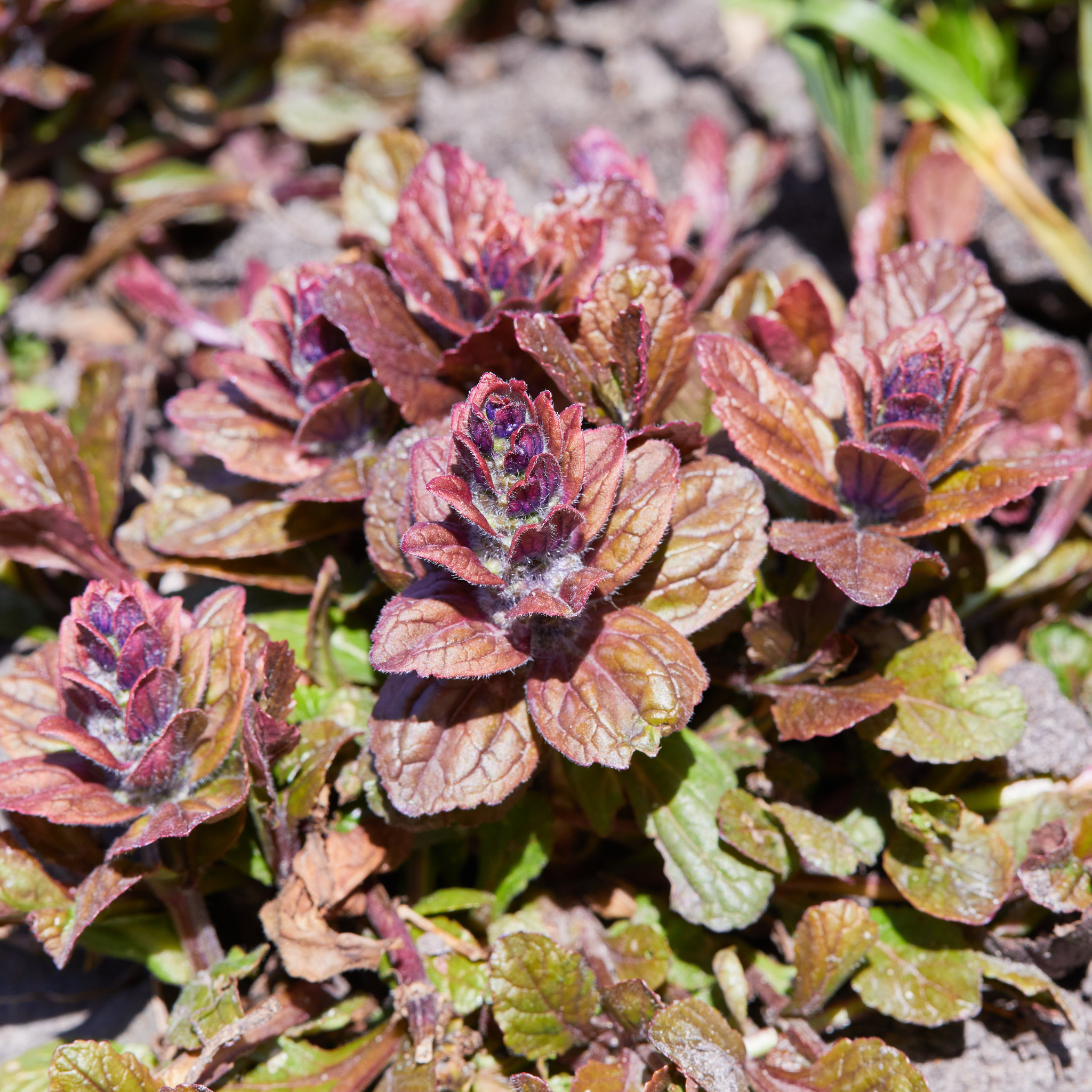 Ajuga Burgundy Glow - Ajuga reptans Burgundy Glow