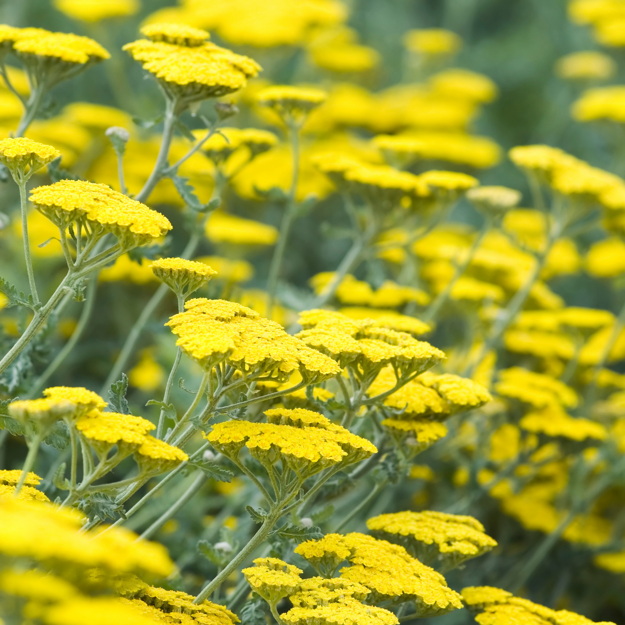 Ornamental Yarrow - Achillea clypeolata