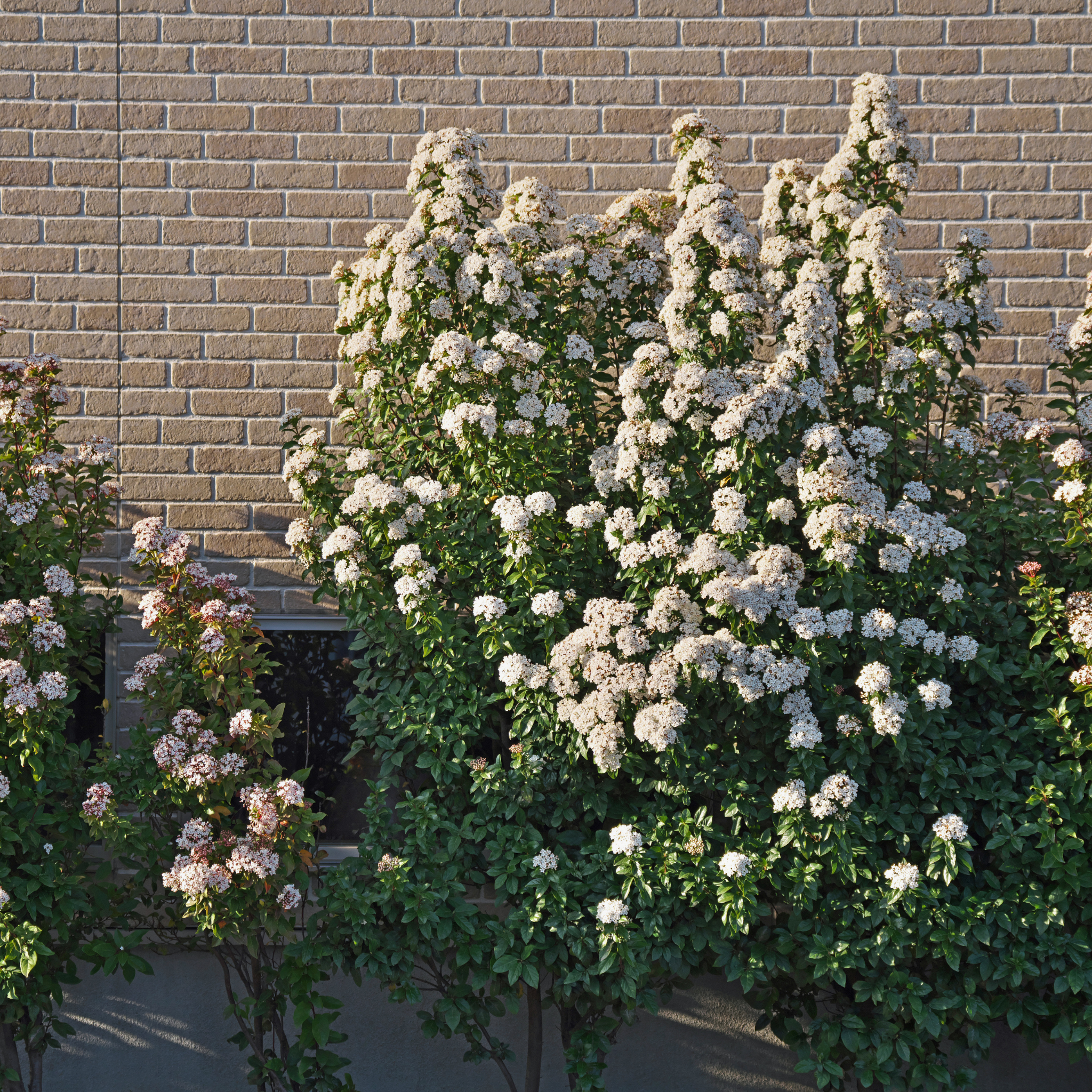 Flowering bush in front of a brick wall