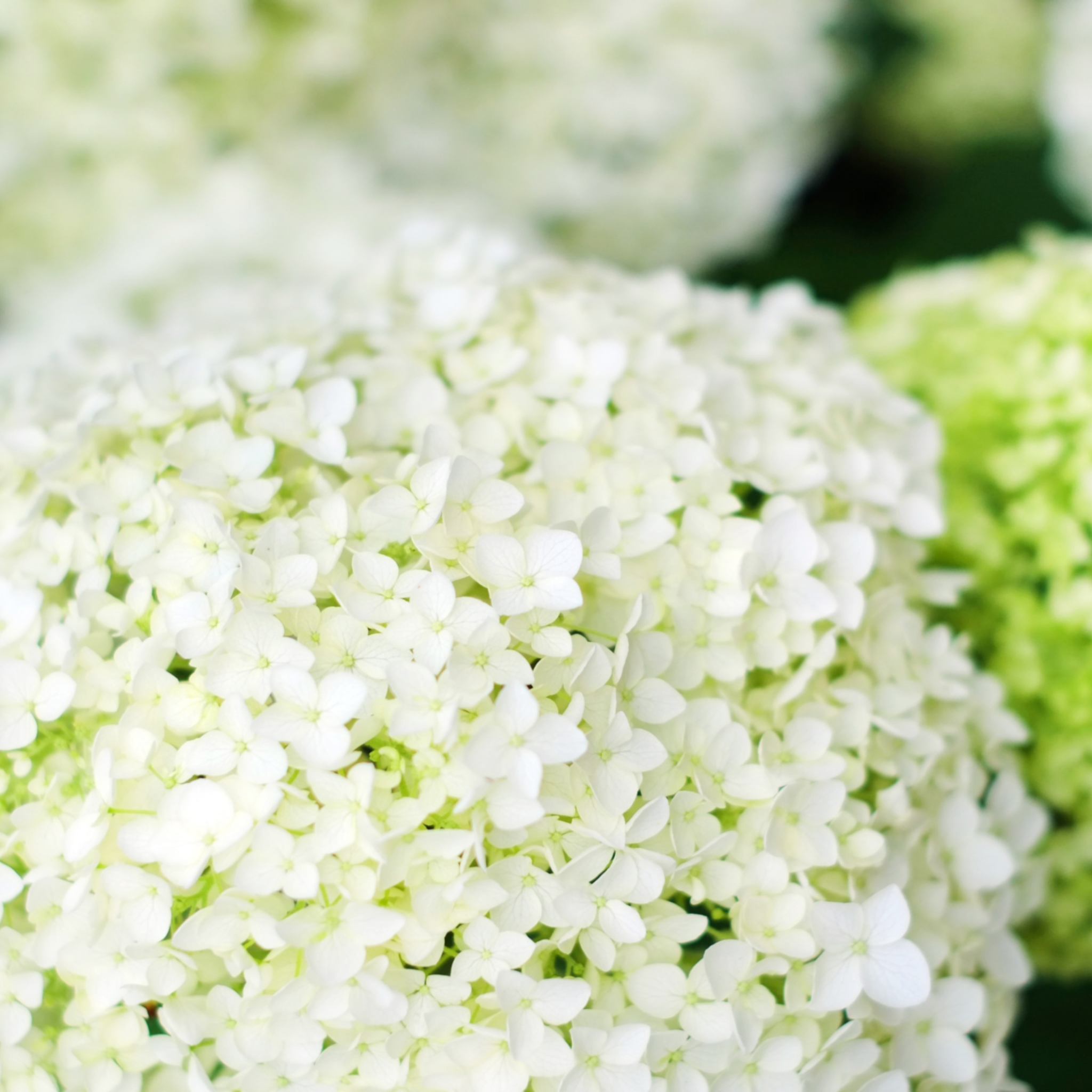 Hydrangea arborescens 'Annabelle' – Smooth Hydrangea