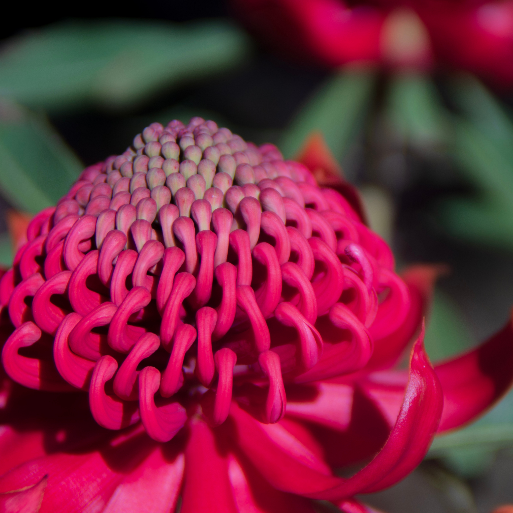 Waratah Shady Lady Red - Telopea speciosissima oreade Shady Lady Red
