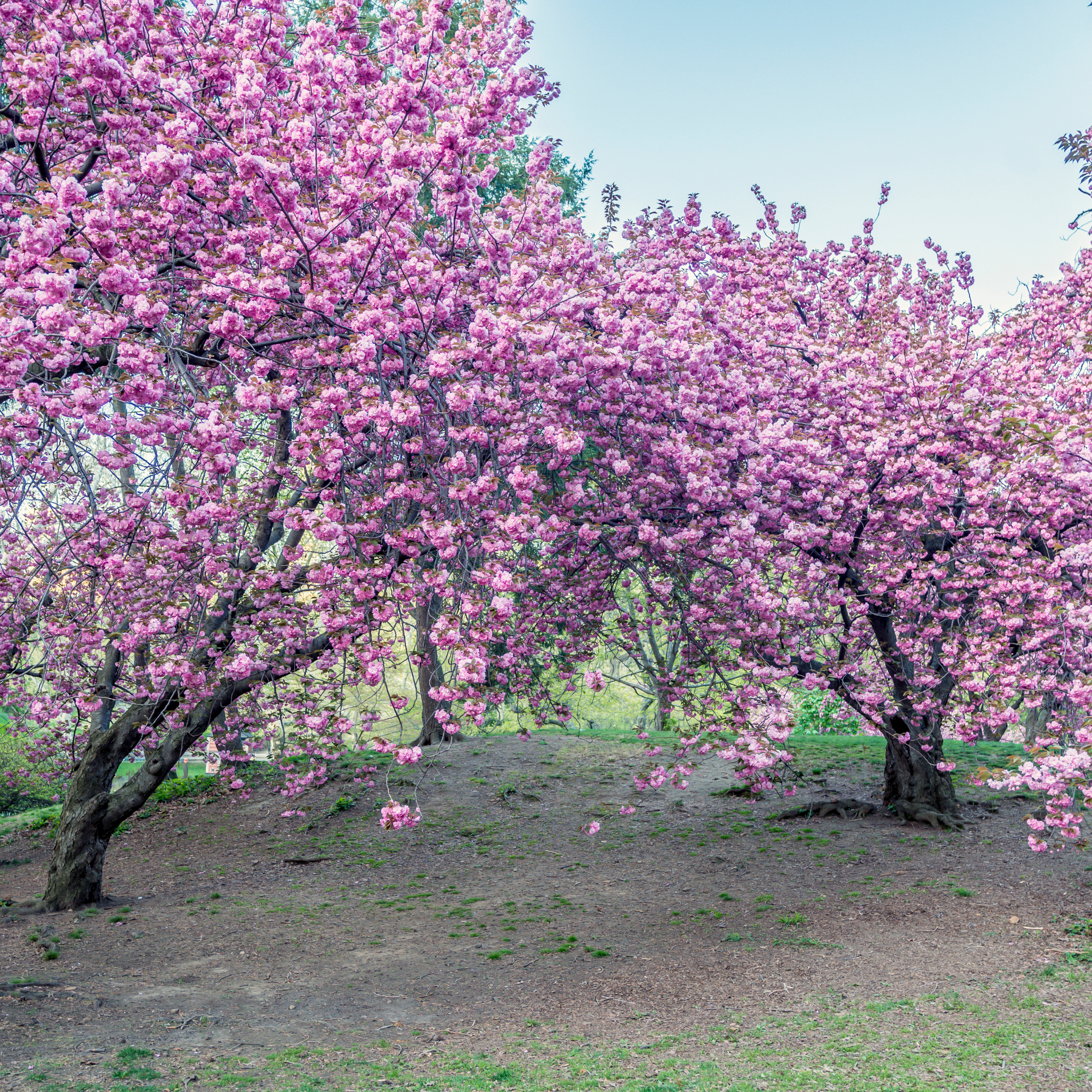 Pink cherry blossom trees in full bloom in a park.