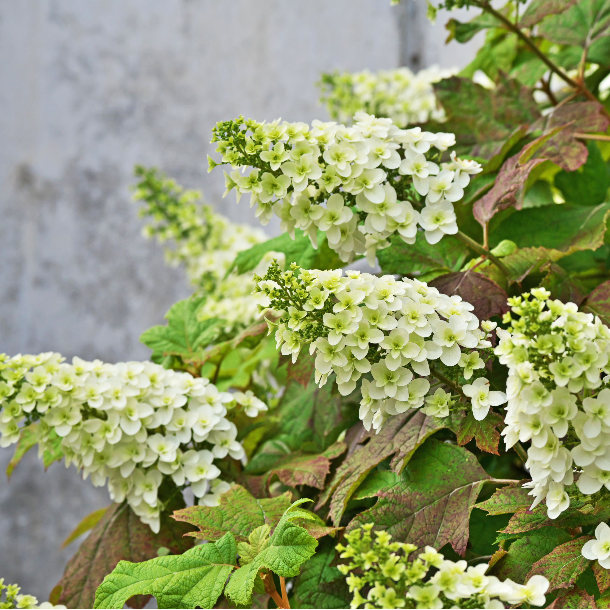 Oakleaf Hydrangea - Hydrangea quercifolia 'Snow Queen'