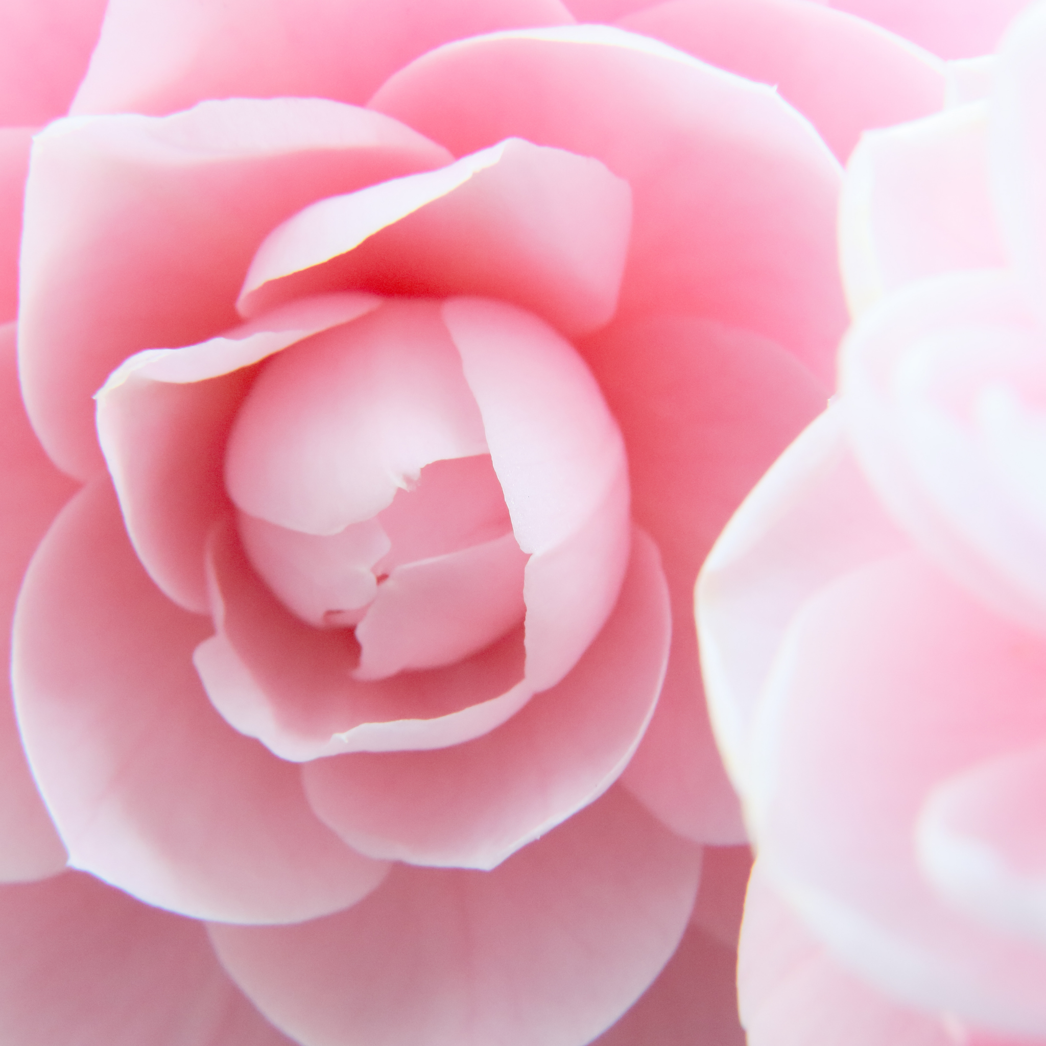 Camellia hybrida E G Waterhouse