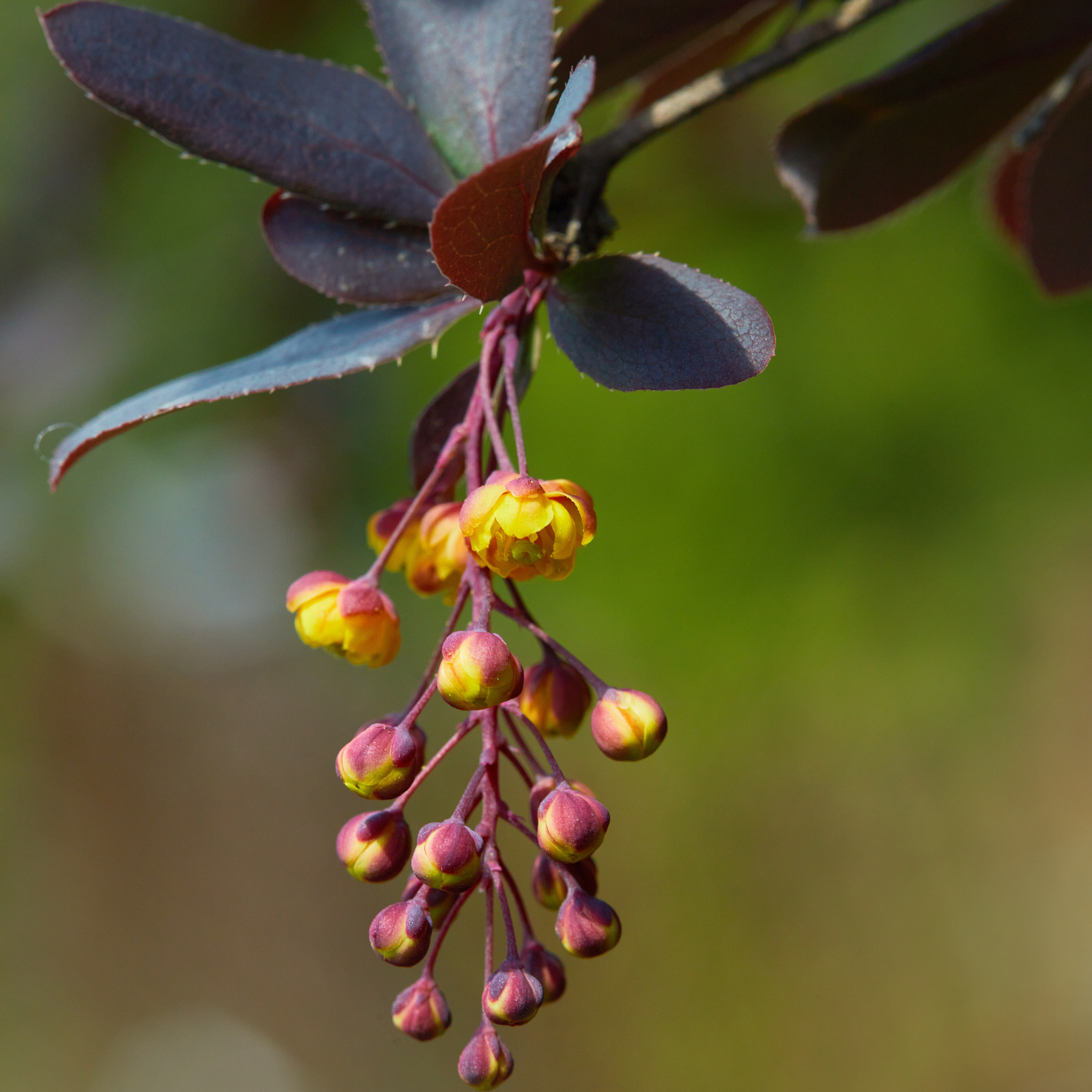 Purple Japanese Barberry - Berberis thunbergii atropurpurea