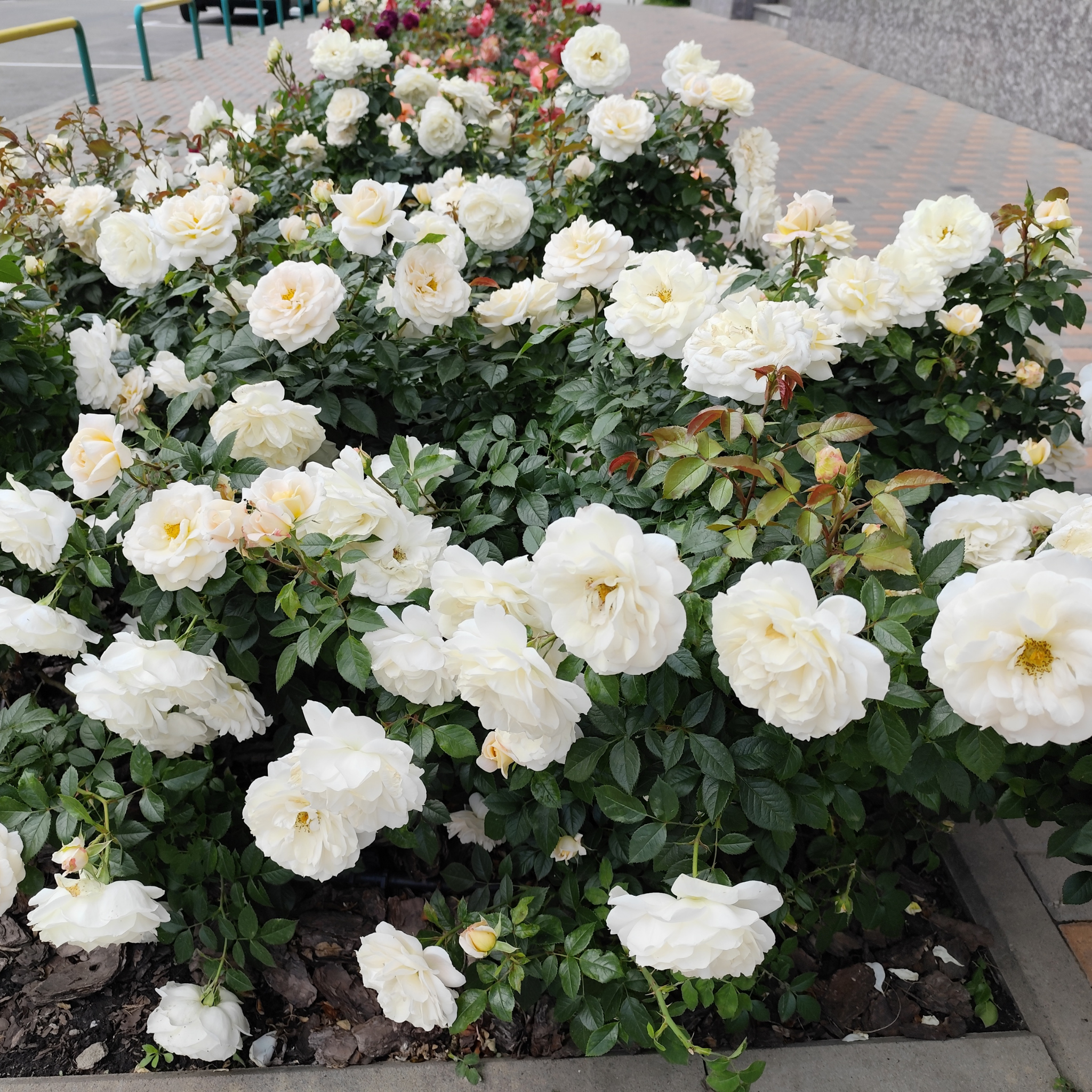 Iceberg Floribunda Rose - Rosa Iceberg