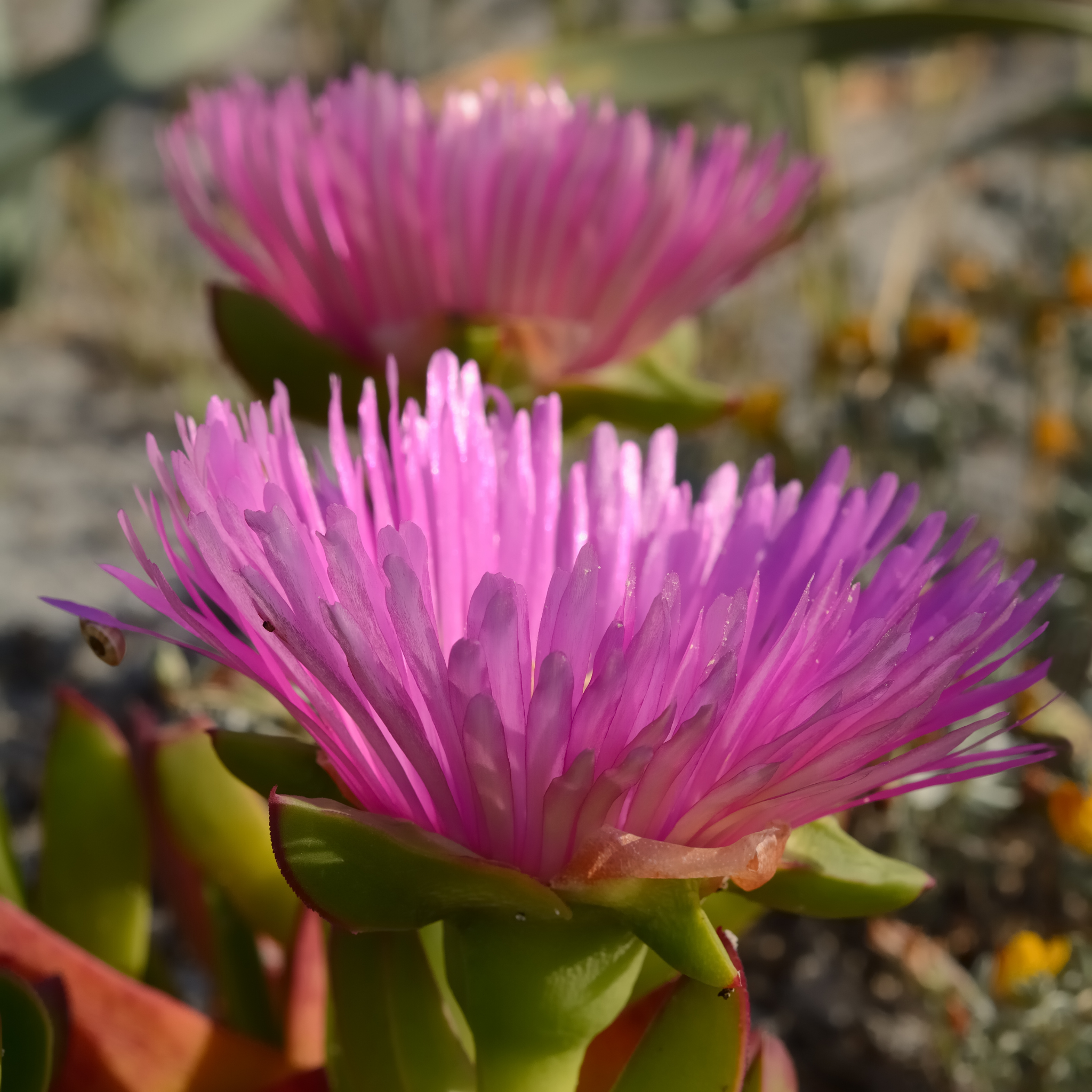 Pigface/Sea Fig - Carpobrotus glaucescens