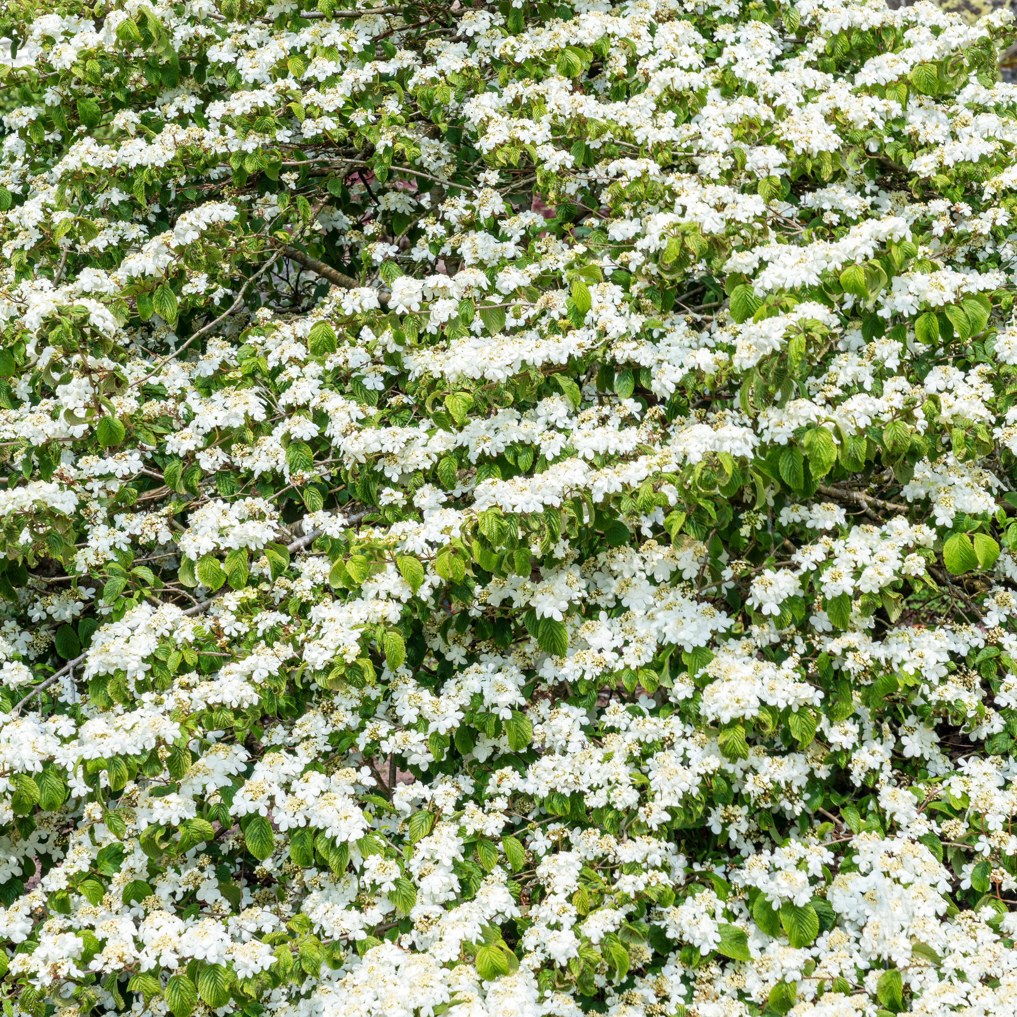 Viburnum plicatum Japanese snowball - Viburnum plicatum tomentosum Mariesii