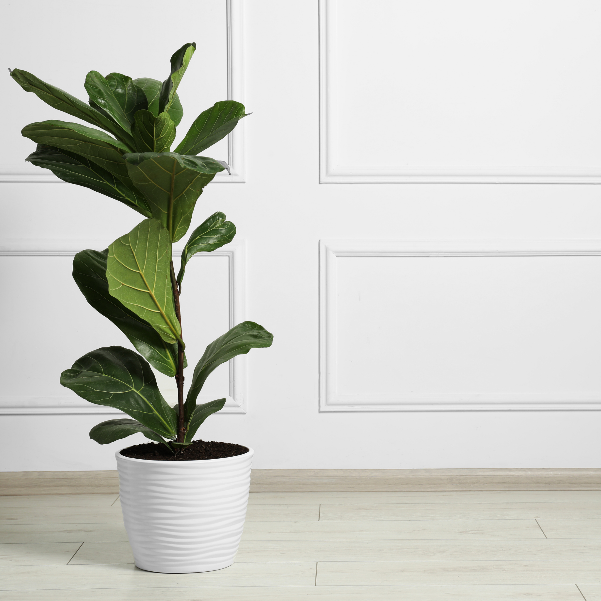 Fiddle Leaf Fig - Ficus lyrata