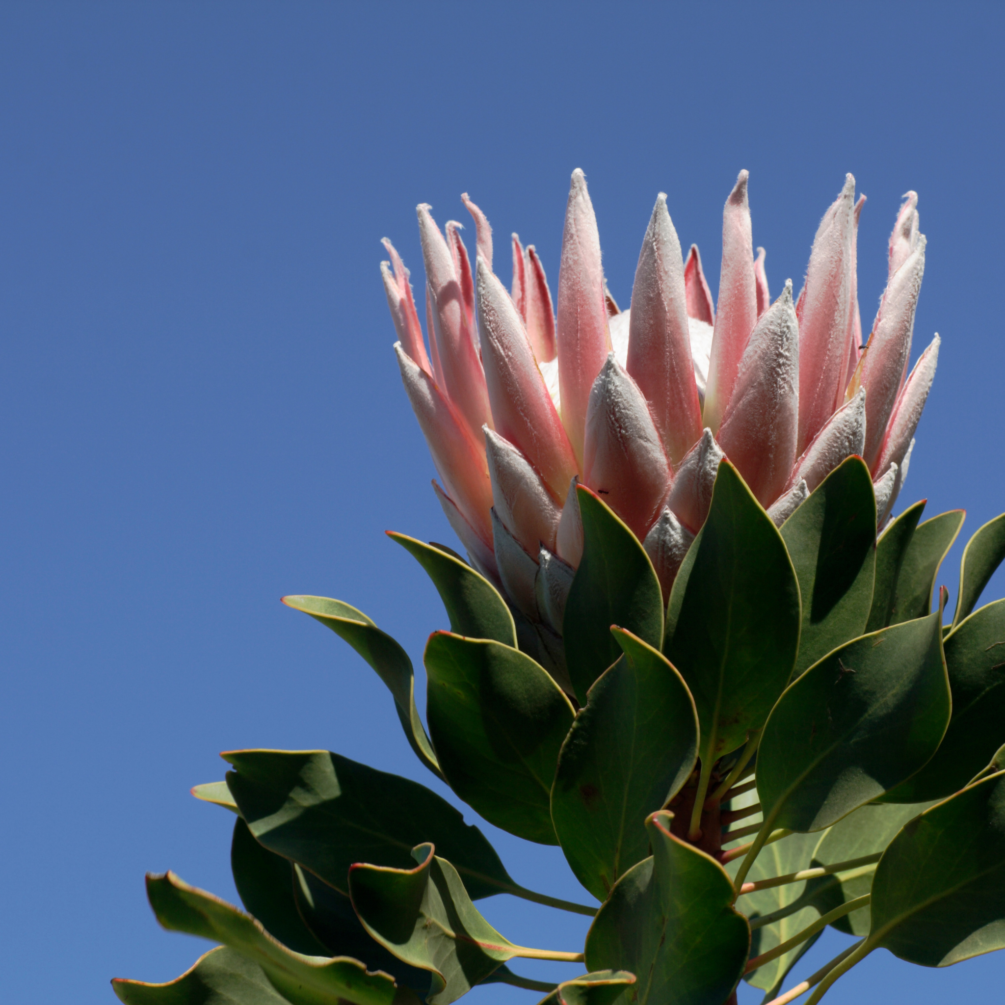 King Pink King Protea - Protea cynaroides King Pink