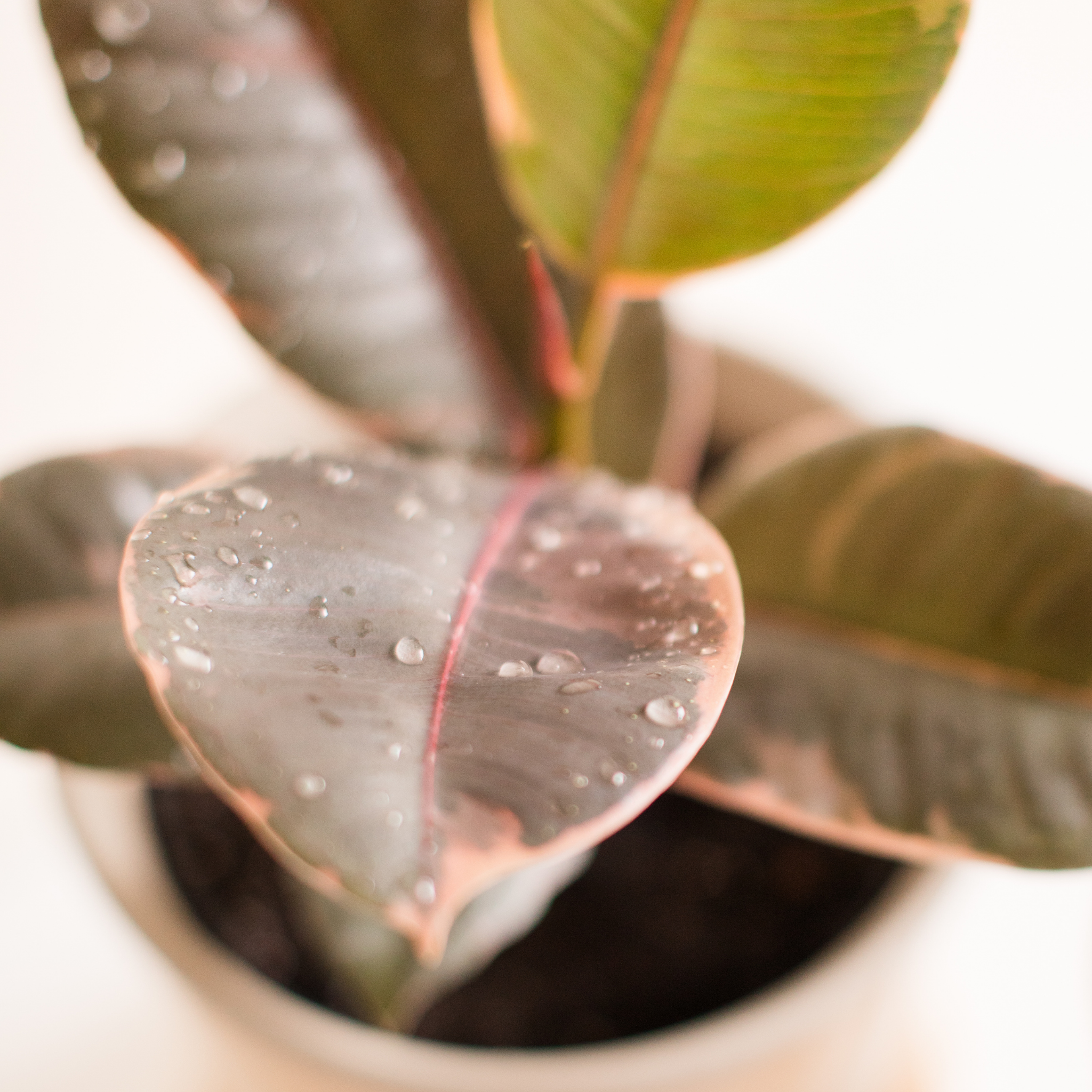 Red Rubber Tree Plant - Ficus elastica Ruby