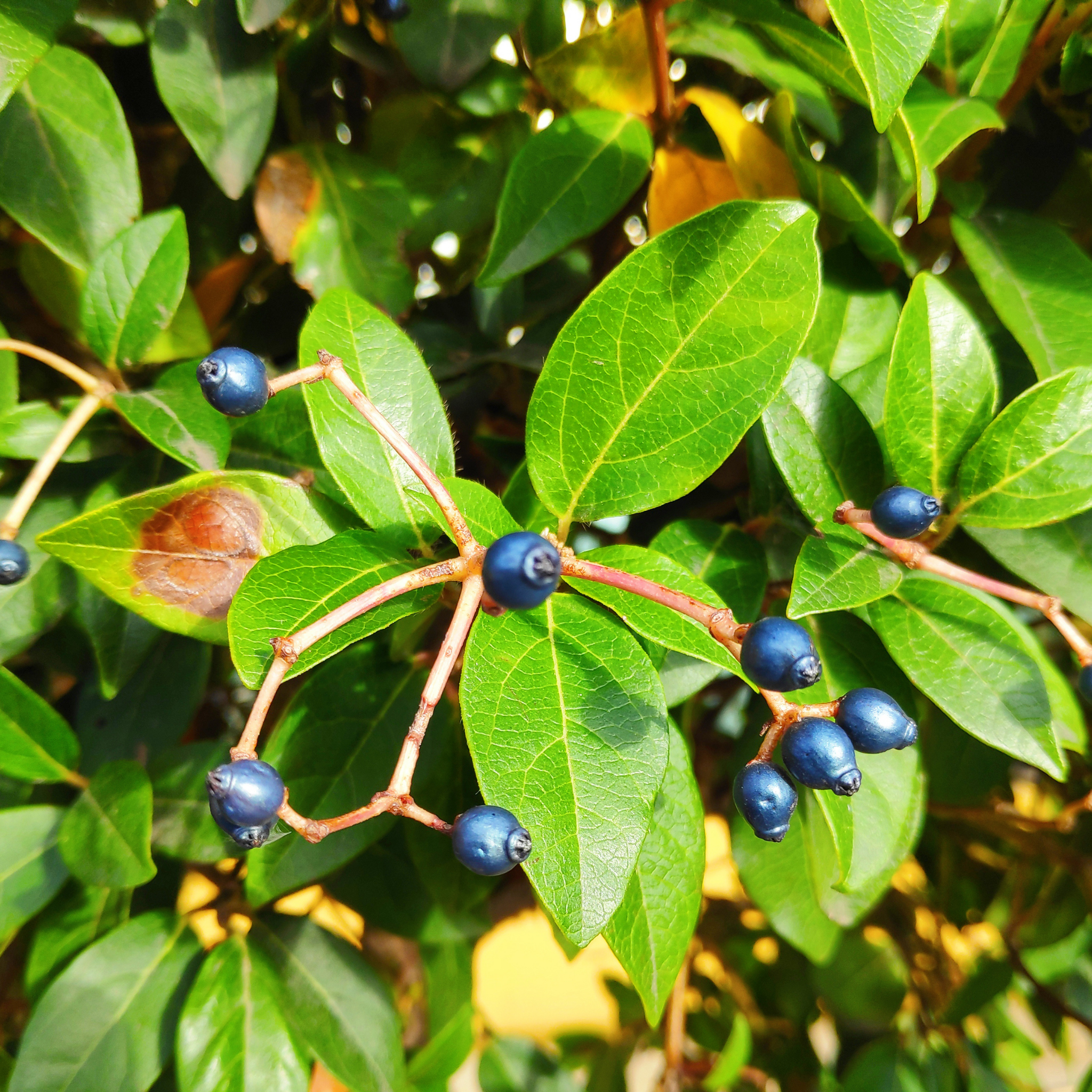 Viburnum tinus - Laurustinus