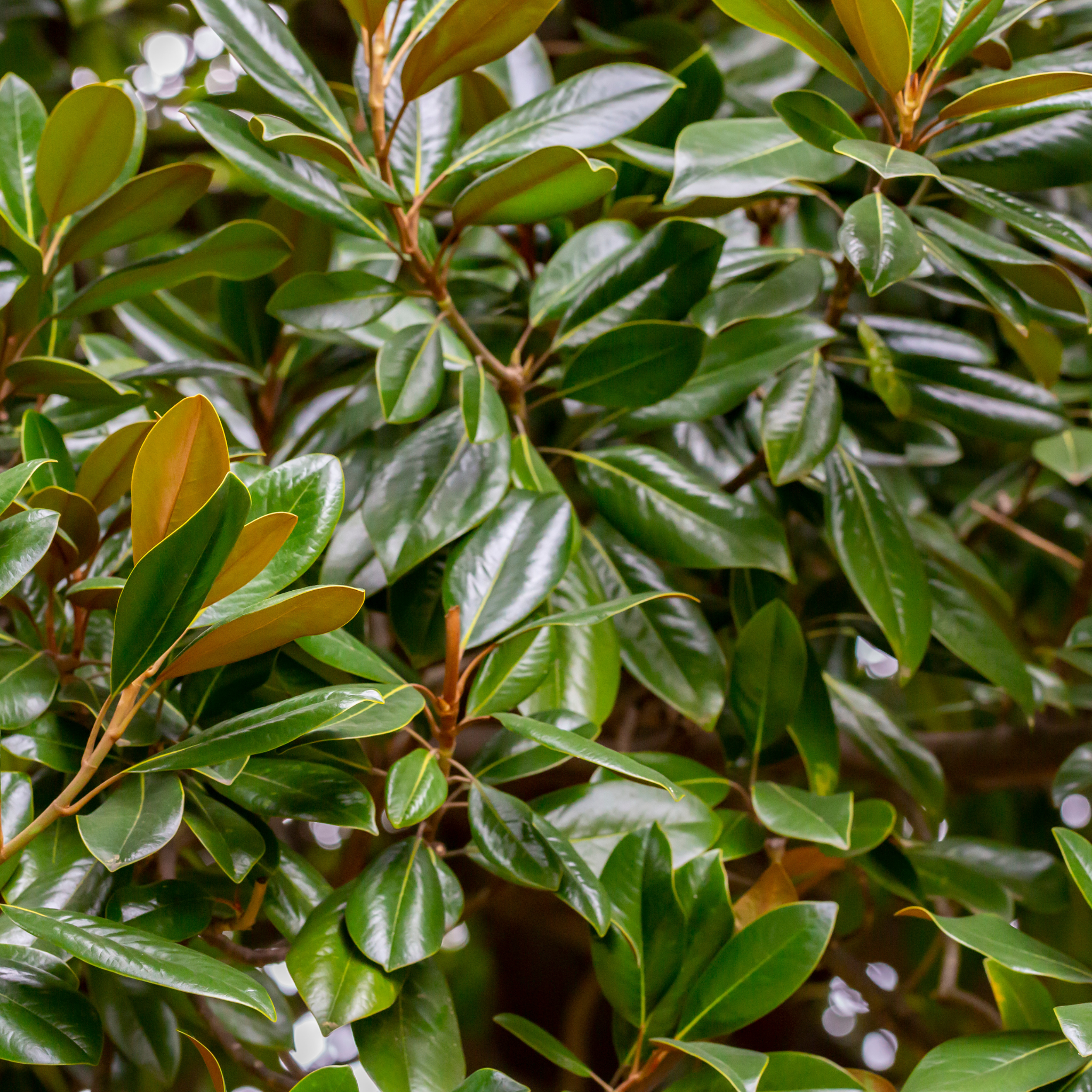 Bull Bay Magnolia Alta - Magnolia grandiflora Alta