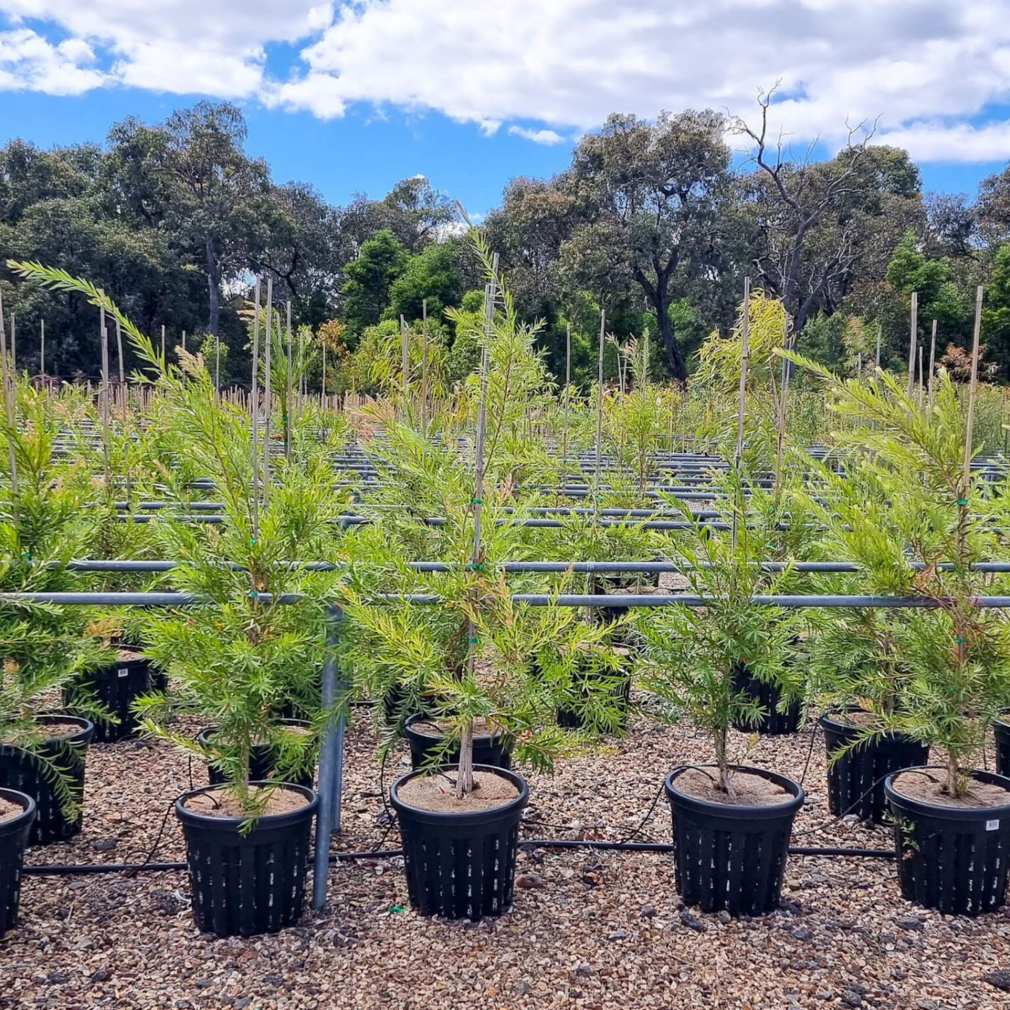Kings Park Special Bottlebrush - Callistemon hybrida ‘Kings Park Special’