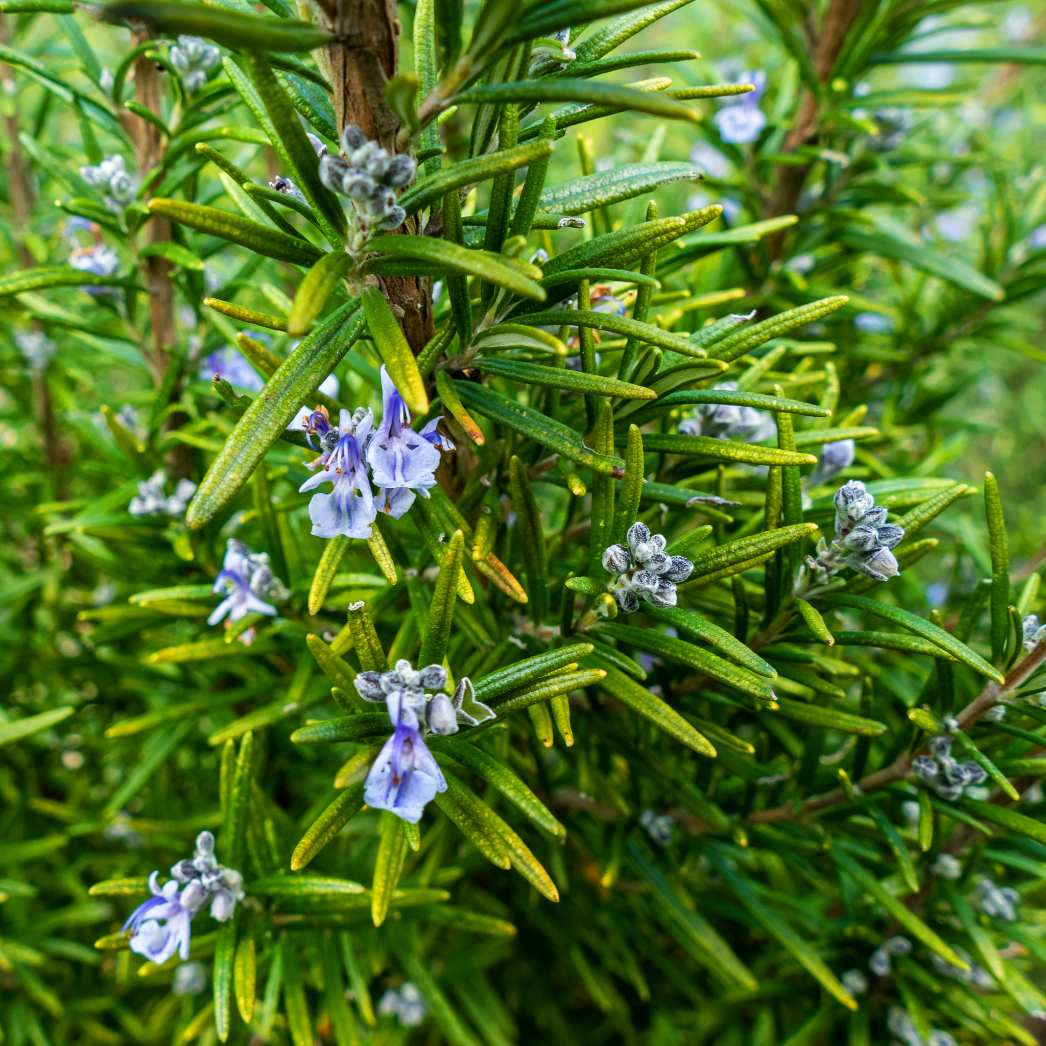 Rosemary - Rosmarinus officinalis