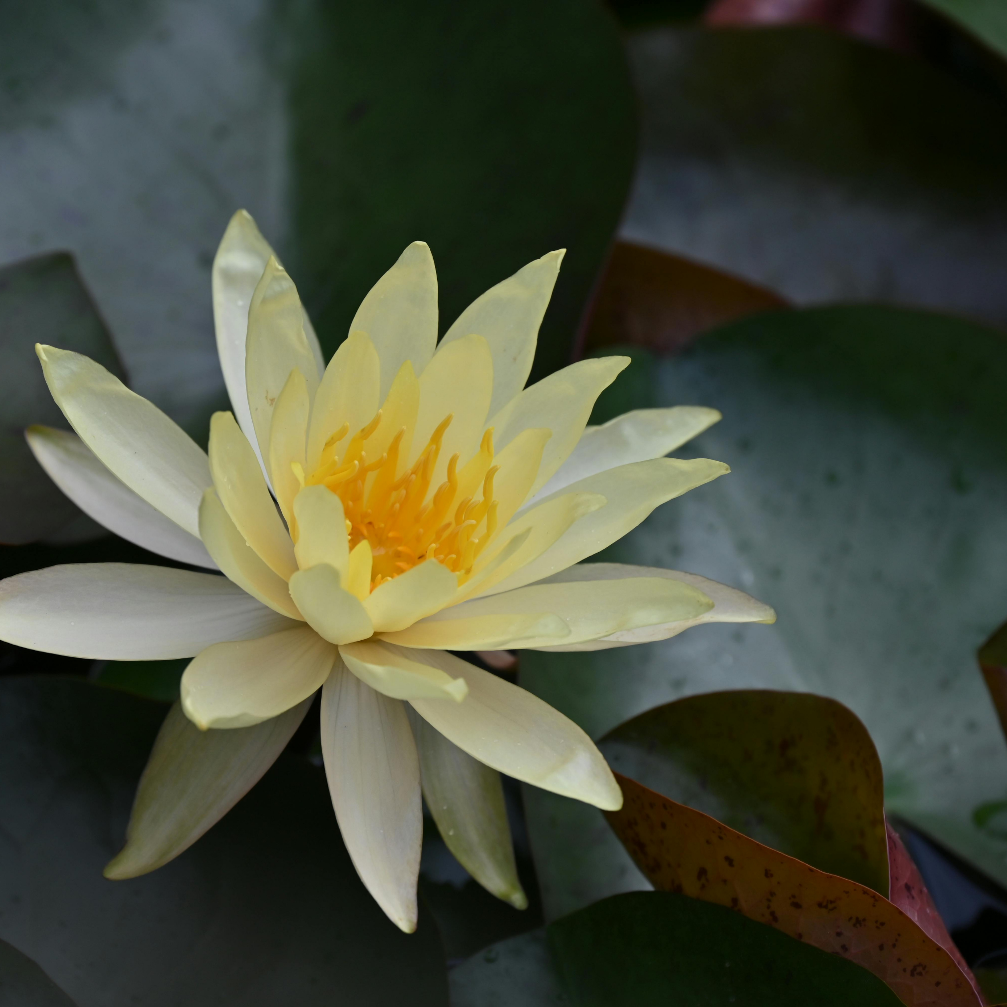 Yellow Water Lily - Nymphaea hybrida Yellow