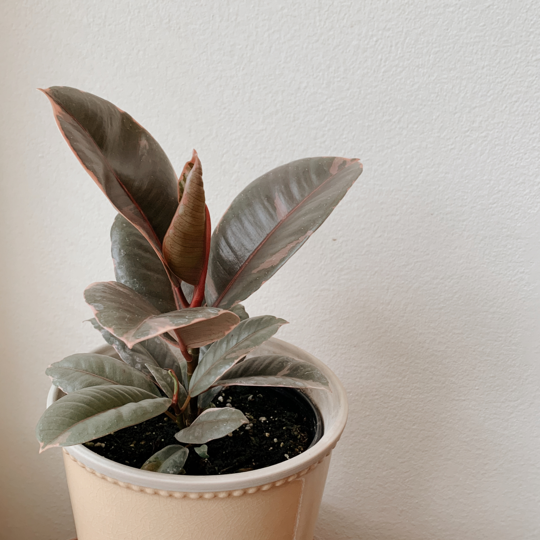 Red Rubber Tree Plant - Ficus elastica Ruby