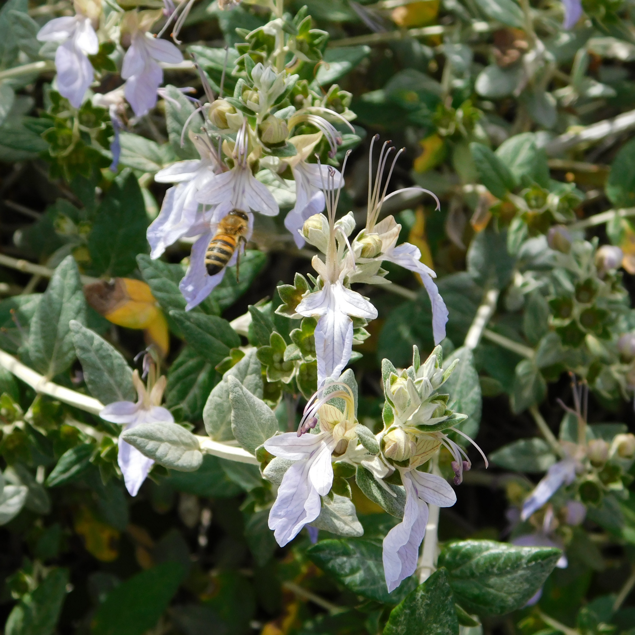 Shrubby Germander - Teucrium fruticans