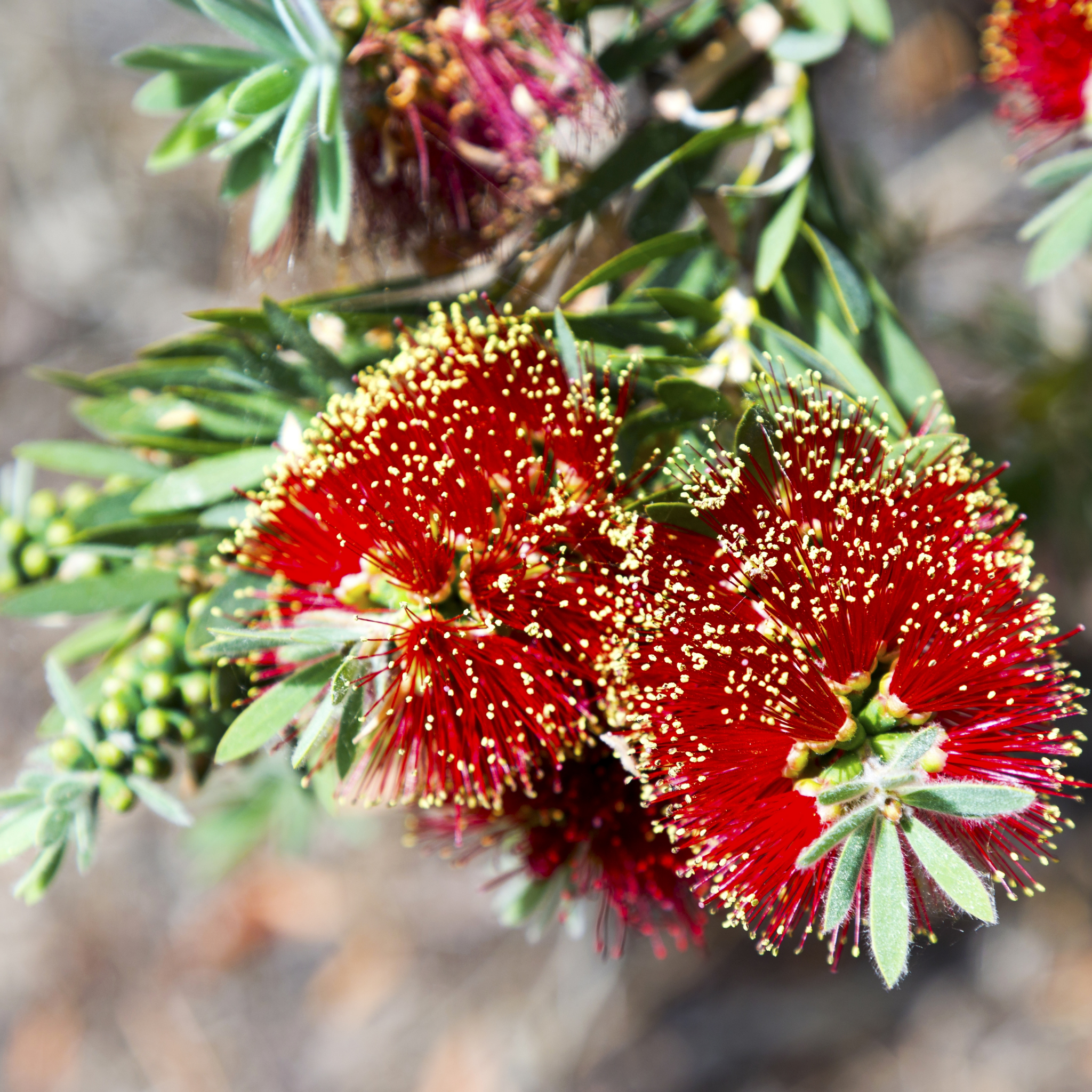 Dwarf Weeping Bottlebrush Better John - Callistemon viminalis 'Better John' PBR