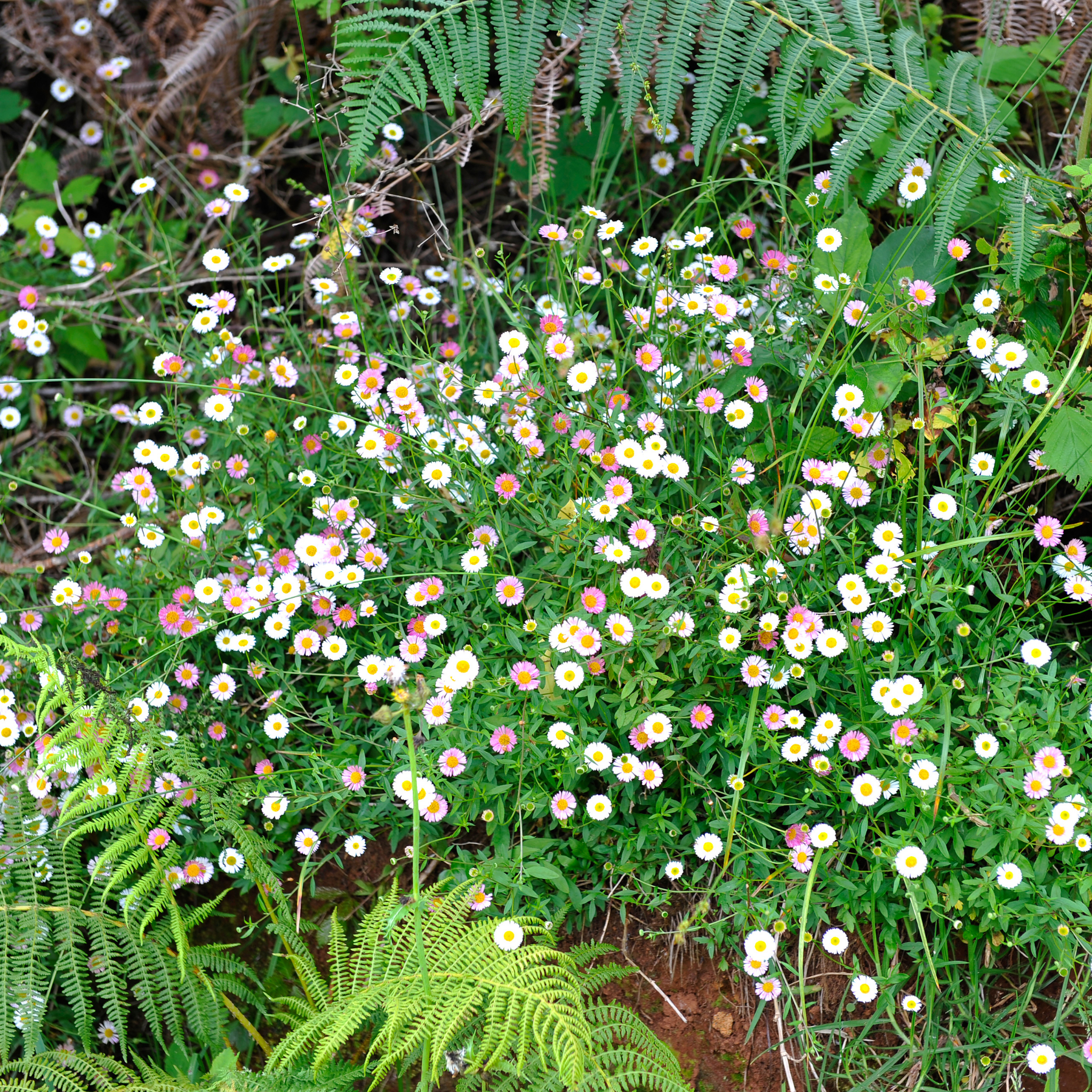 Seaside Daisy - Erigeron karvinskianus