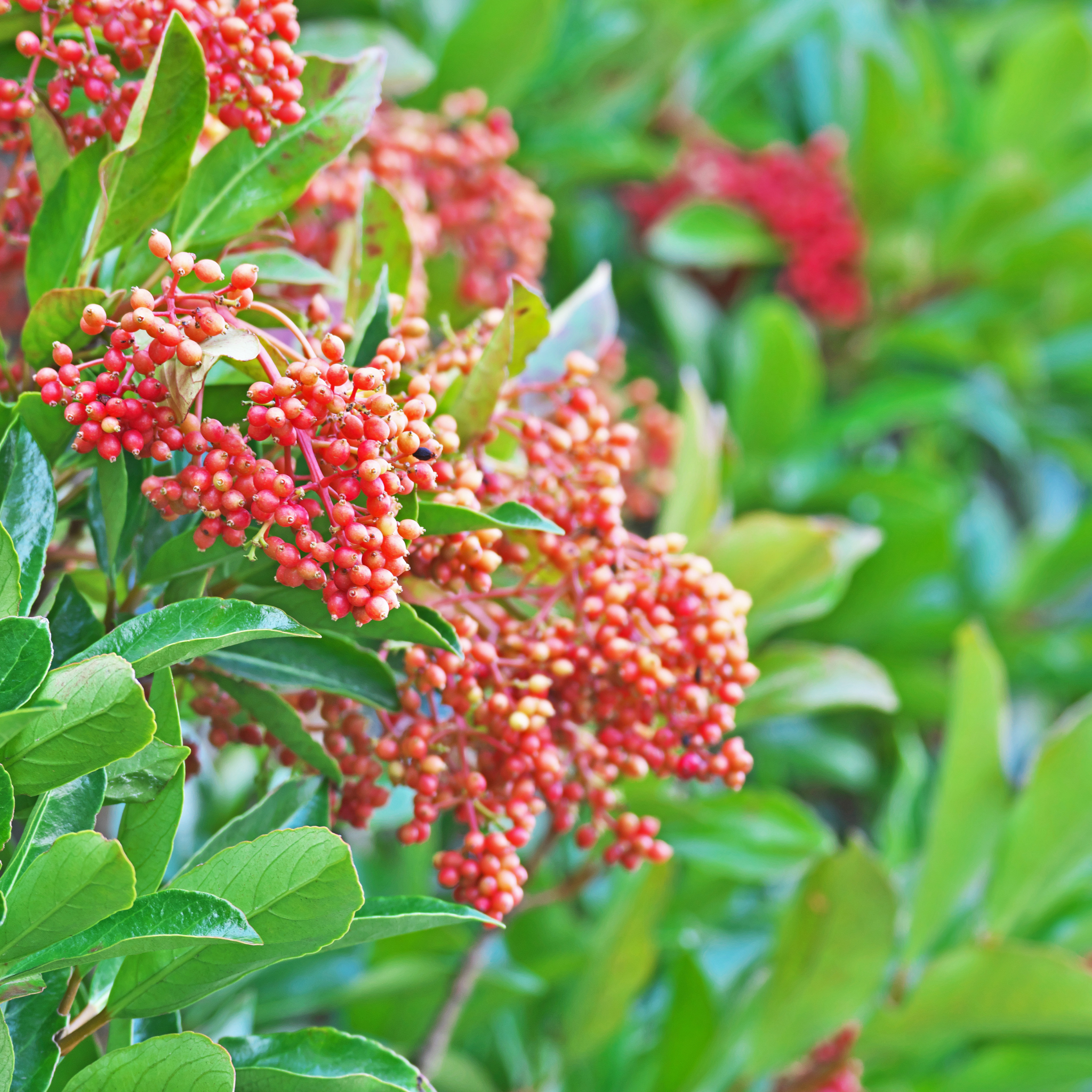Close-up of red berries on a green bush