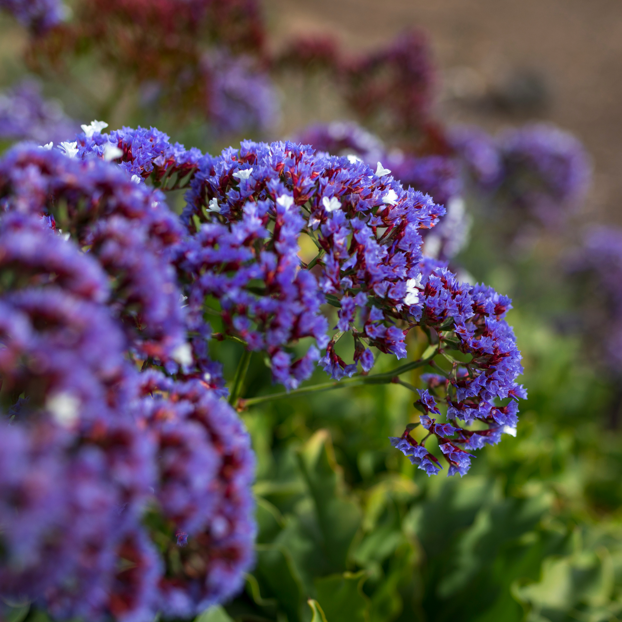 Sea Lavender - Limonium perezii