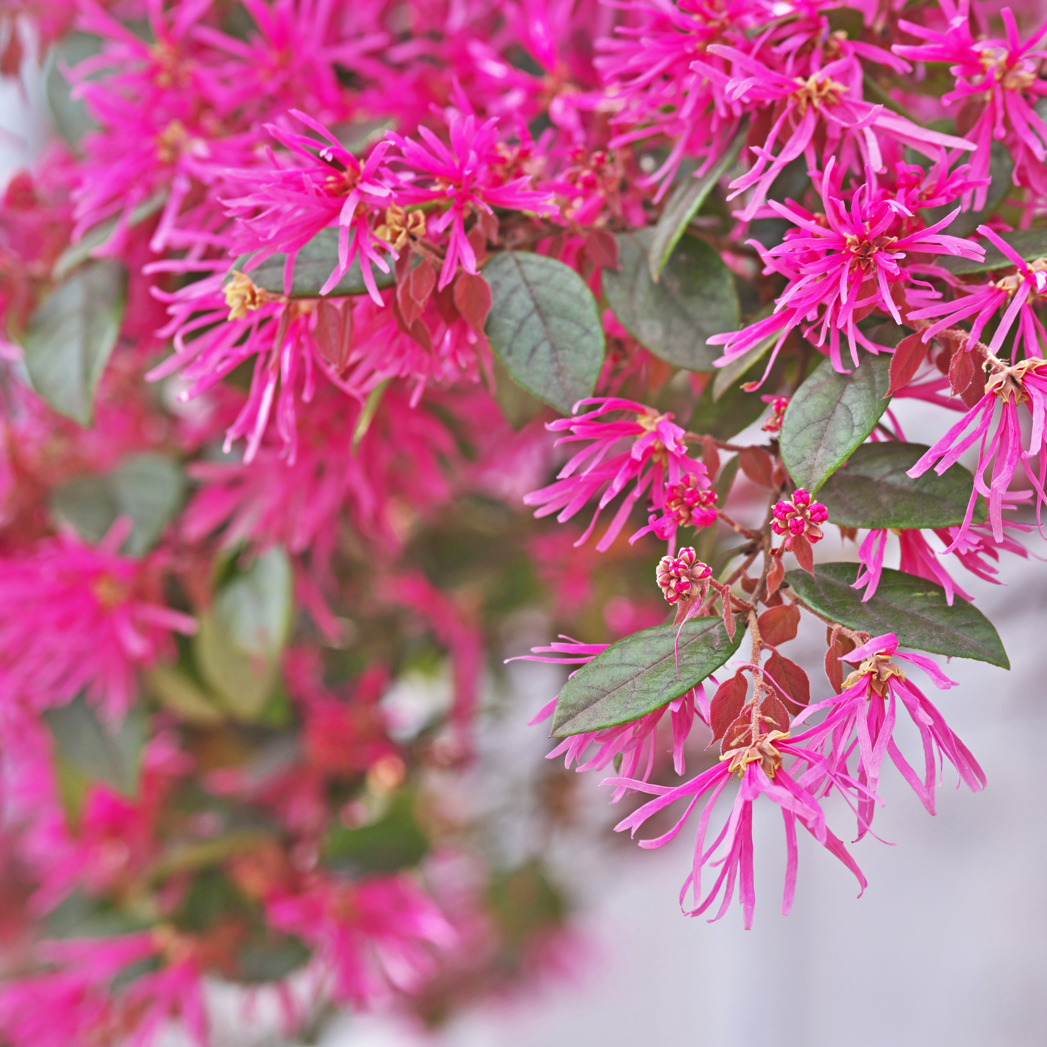 Chinese pink fringe flower - Loropetalum chinense rubrum 'China Pink'