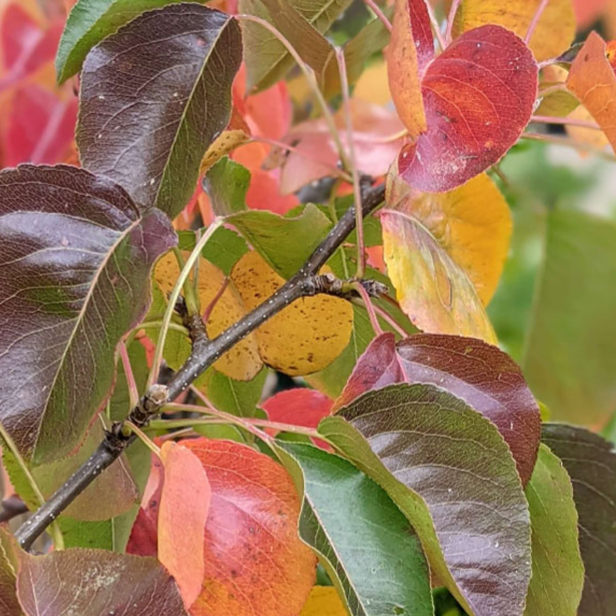 Ornamental Callery Pear Capital - Pyrus calleryana Capital