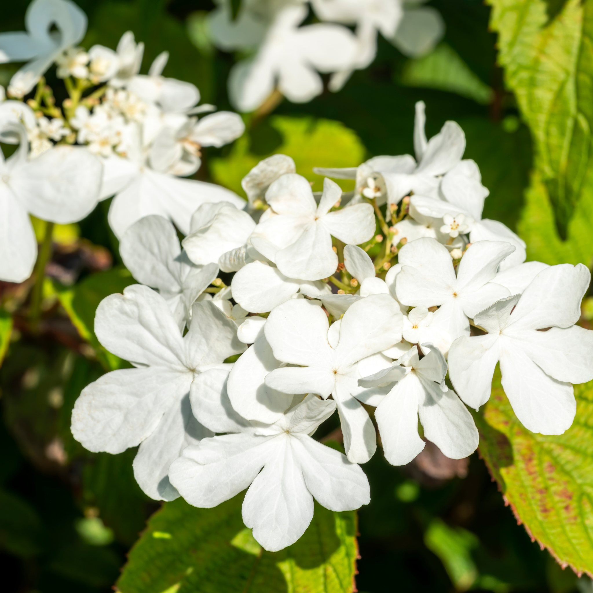 Viburnum plicatum Japanese snowball - Viburnum plicatum tomentosum Mariesii