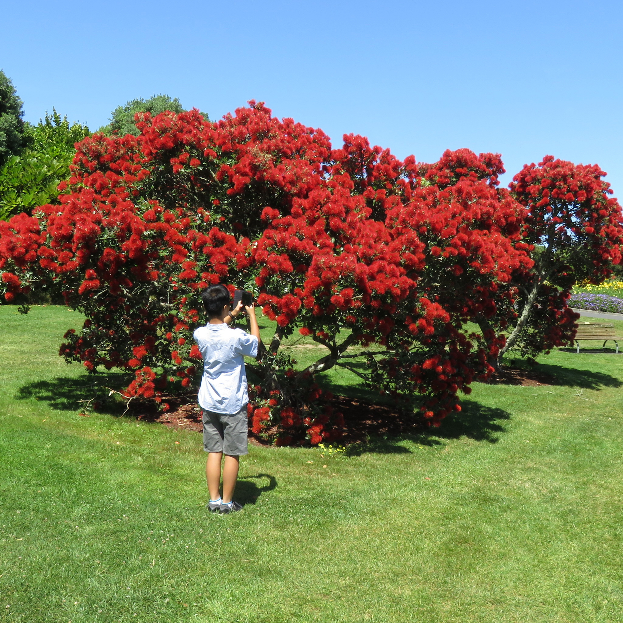 New Zealand Christmas Bush - Metrosideros collina Tahiti