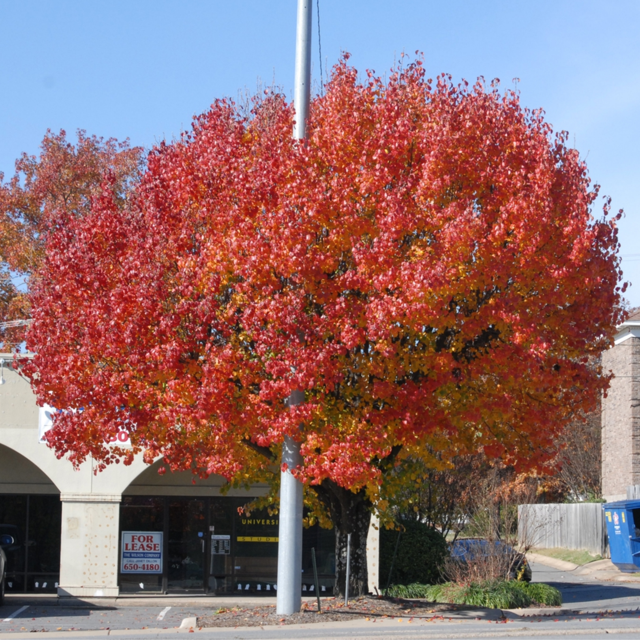 Ornamental Callery Pear Bradford - Pyrus calleryana Bradford