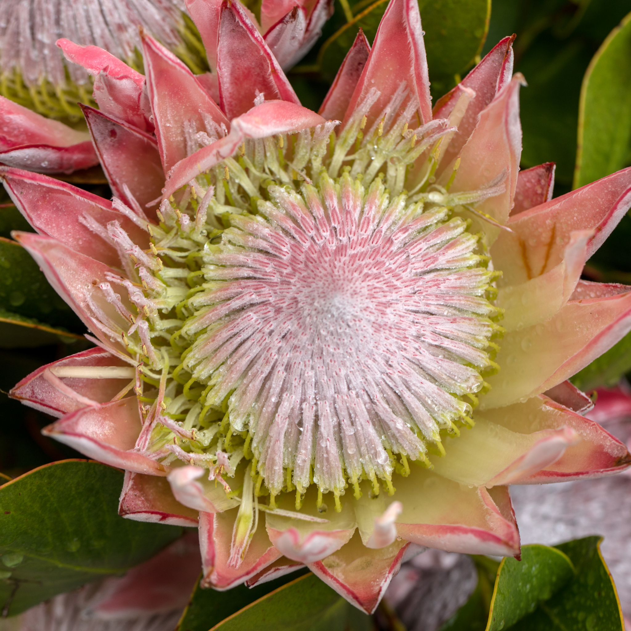 King Pink King Protea - Protea cynaroides King Pink