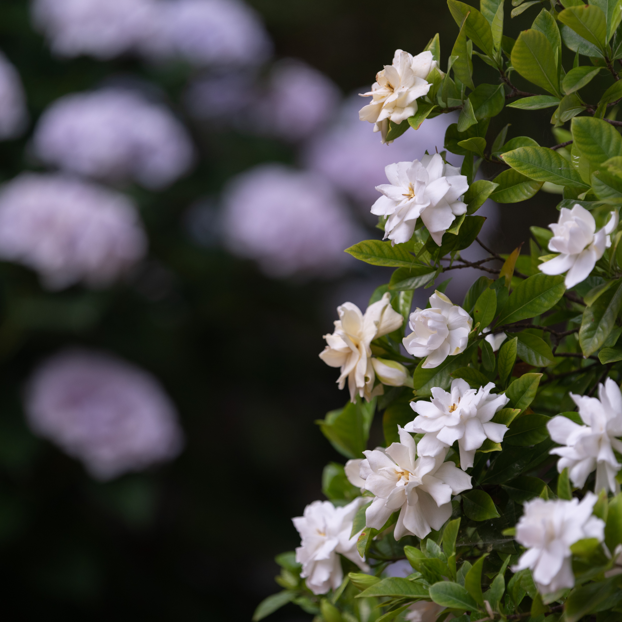 Gardenia augusta 'Magnifica'