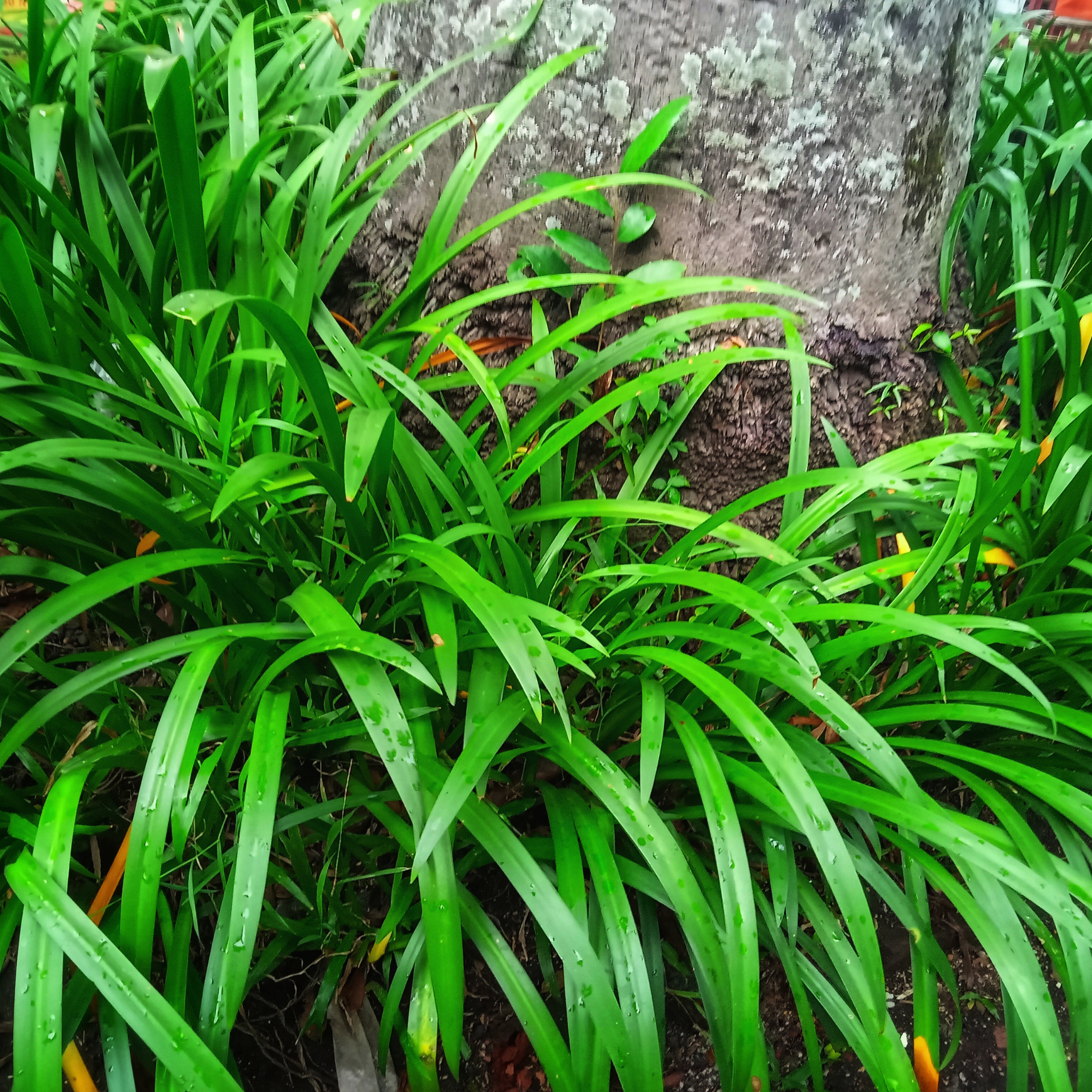 Lillyturf Royal Purple - Liriope muscari Royal Purple