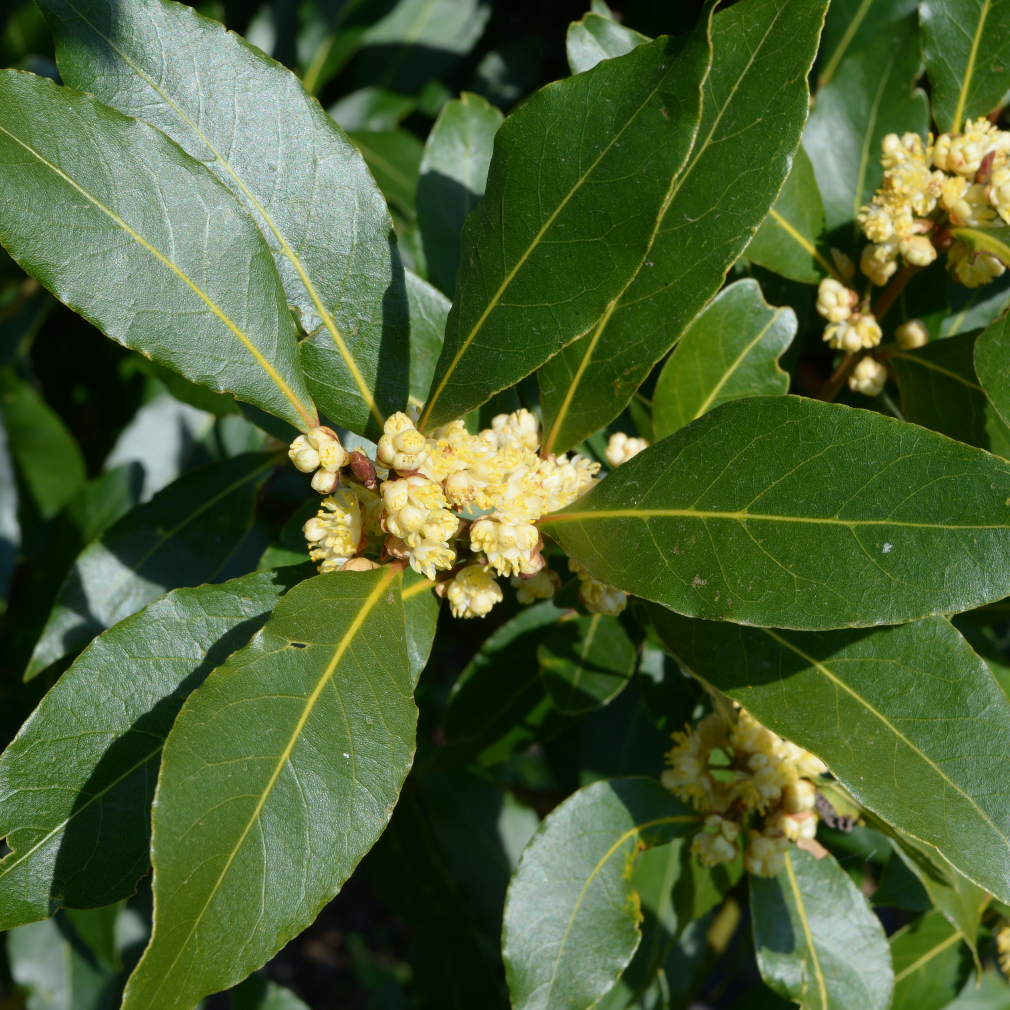 Bay Laurel Tree - Laurus nobilis
