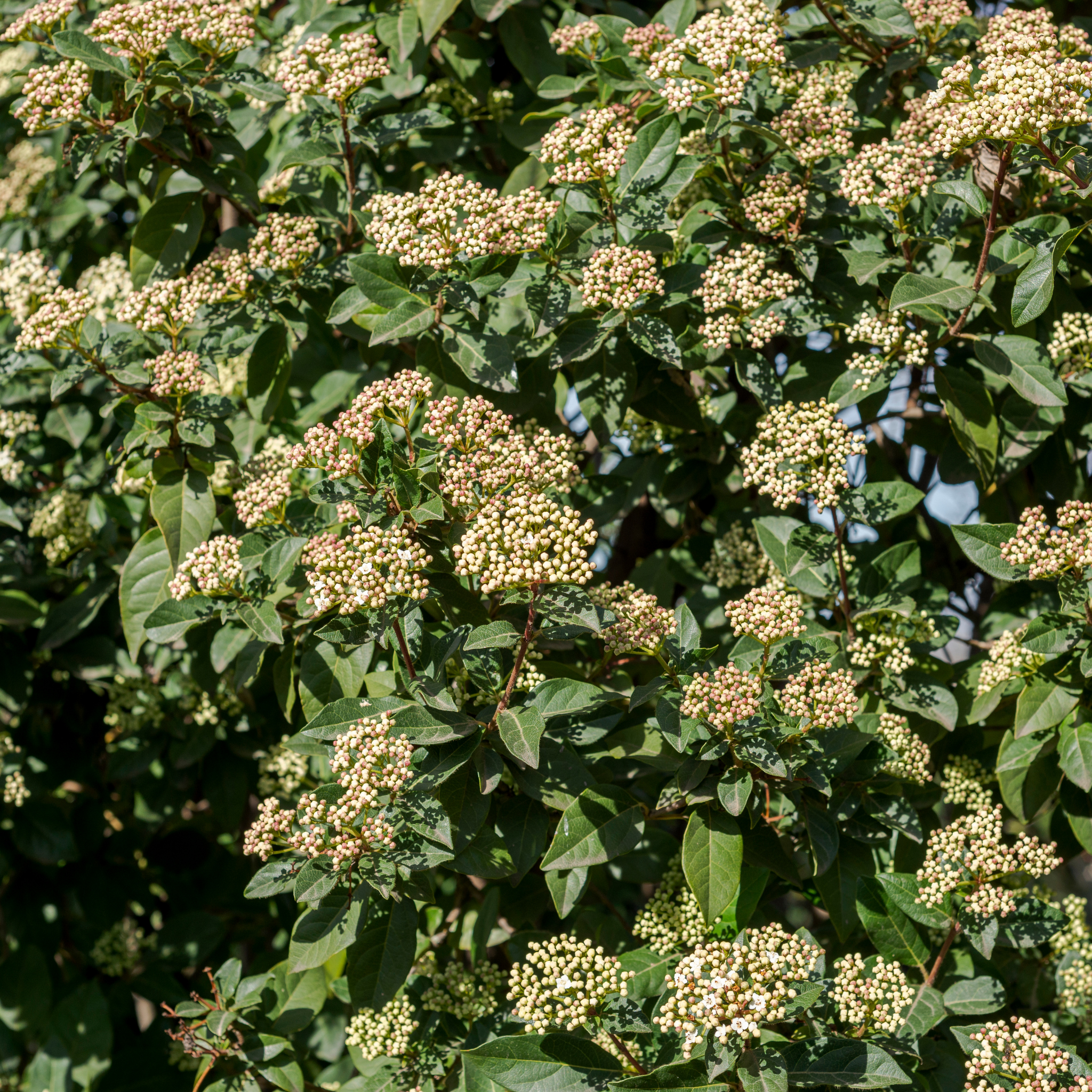 Viburnum tinus - Laurustinus
