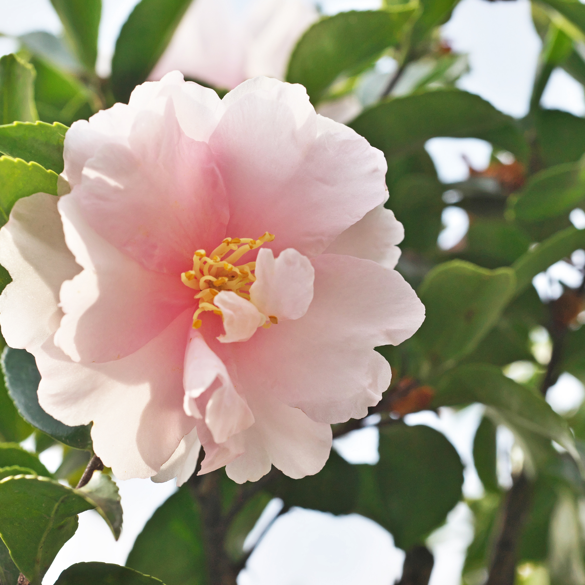 Sasanqua Camellia Edna Butler - Camellia sasanqua 'Edna Butler'