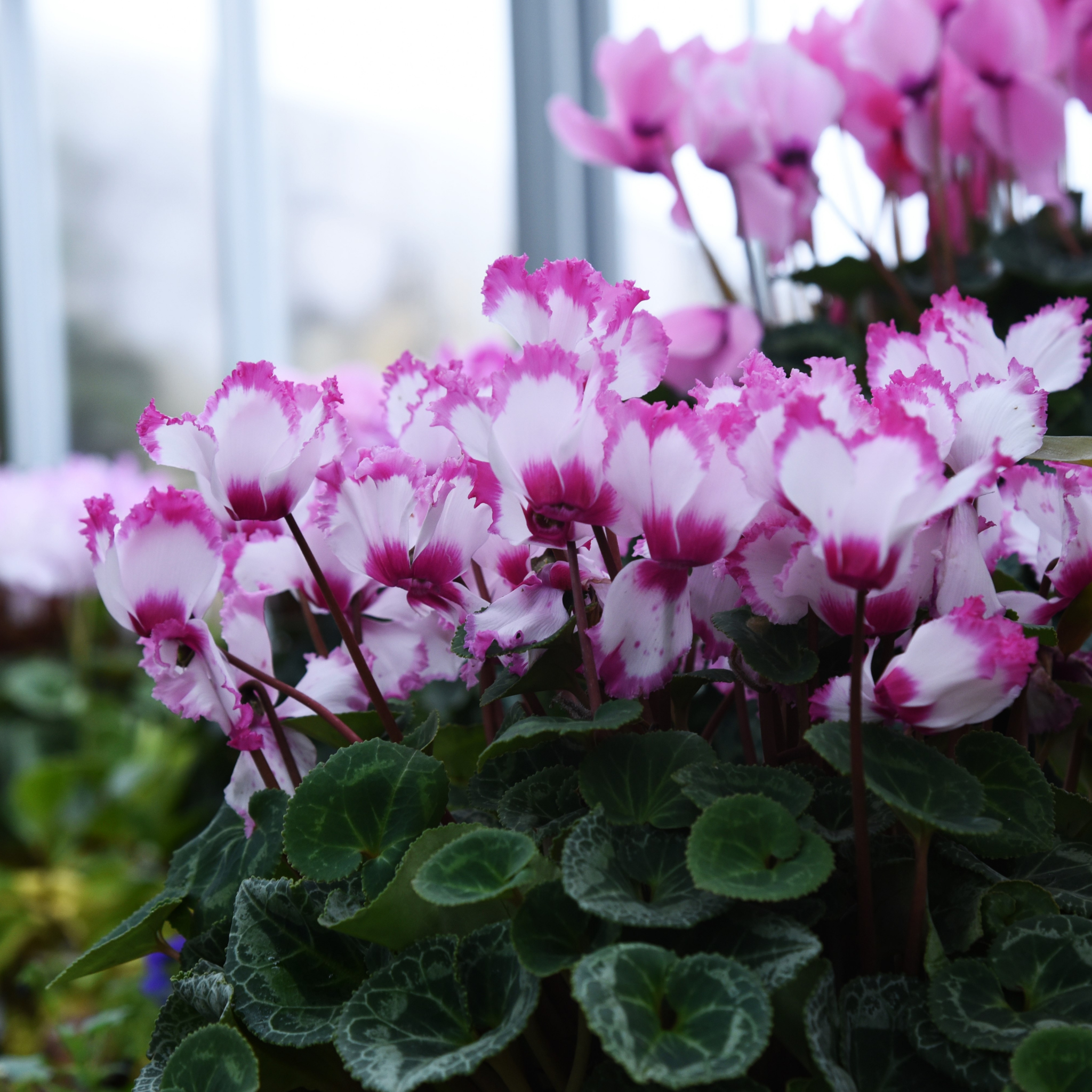 Cyclamen Assorted