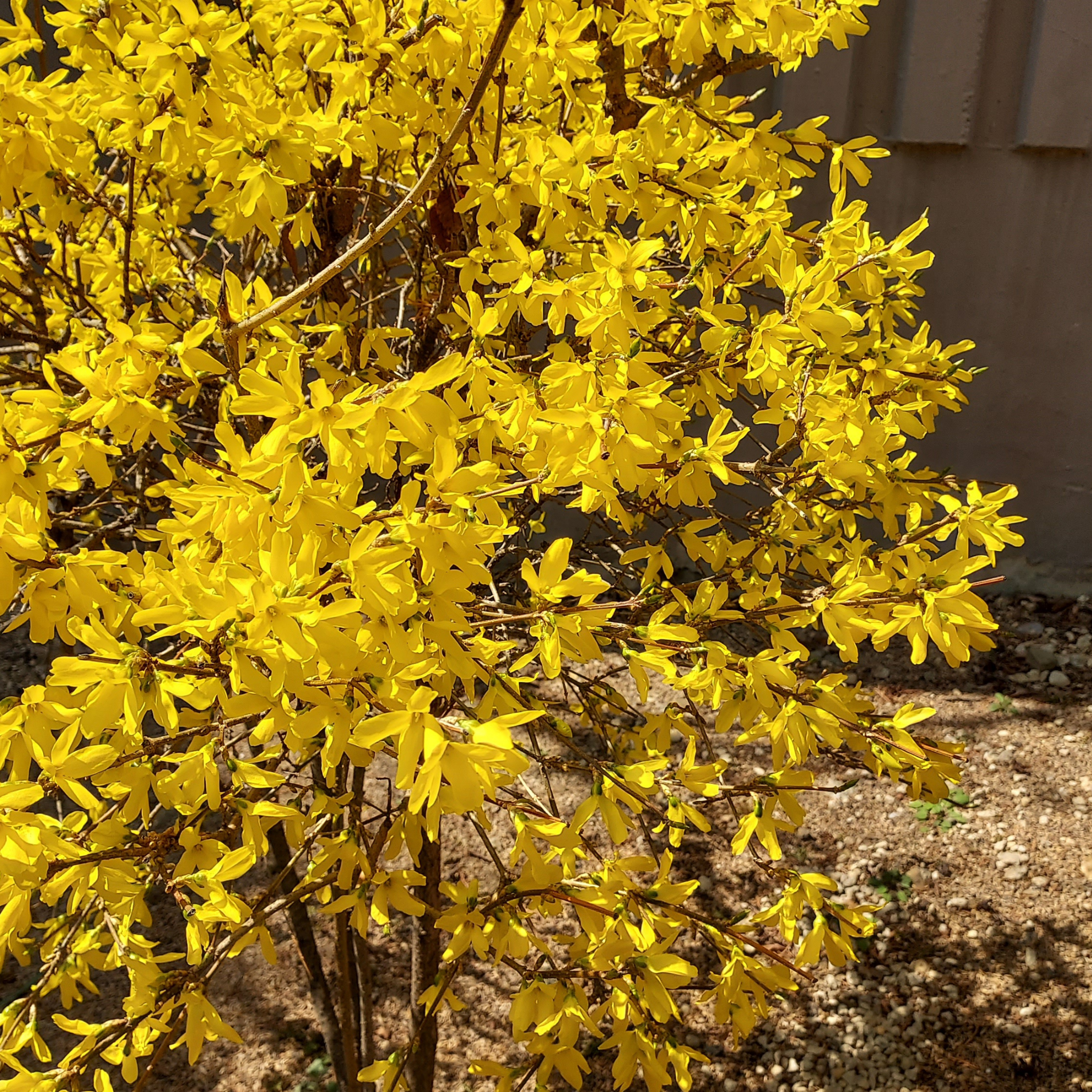 Border Forsythia - Forsythia intermedia Beatrix Farrand