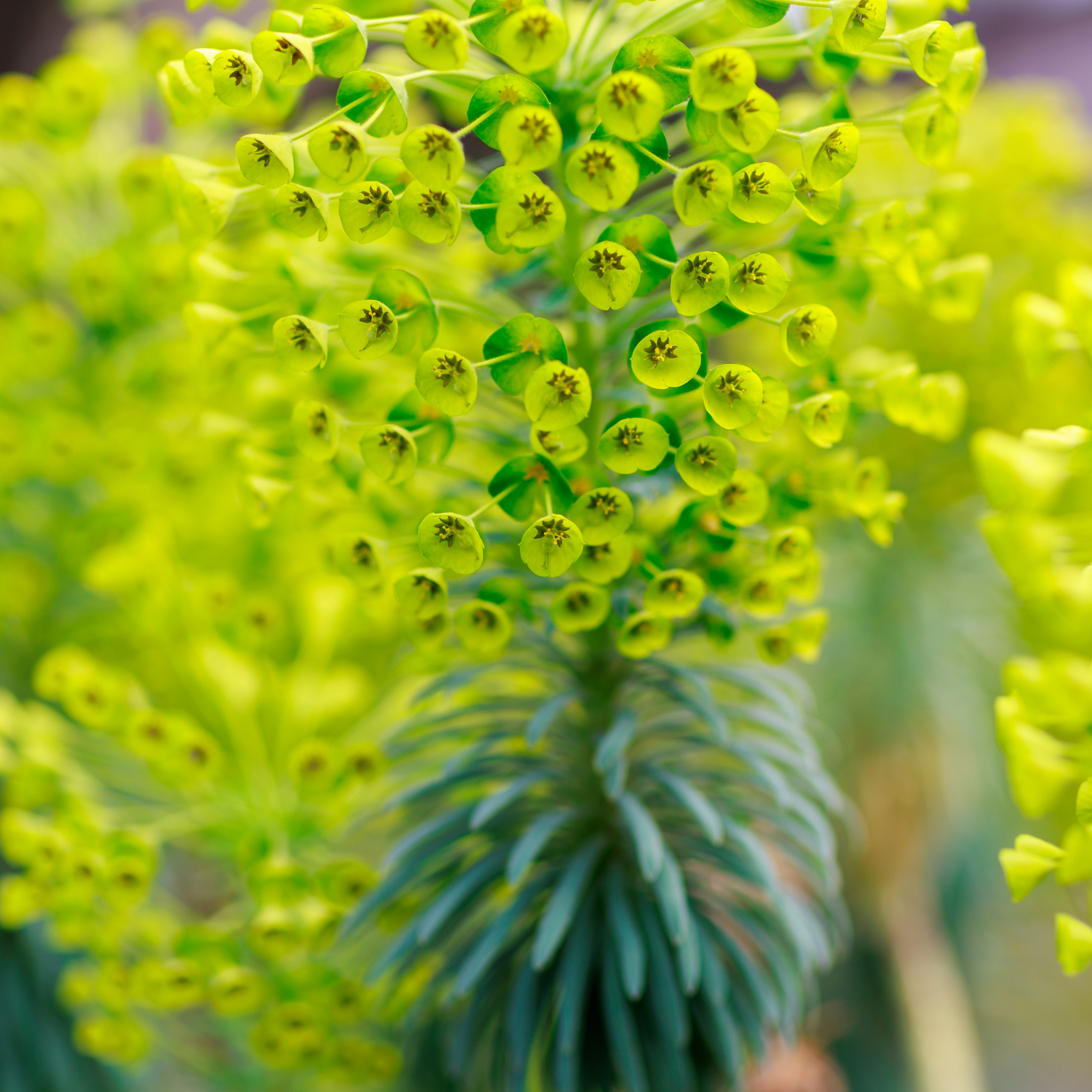 Mediterranean Spurge - Euphorbia characias wulfenii