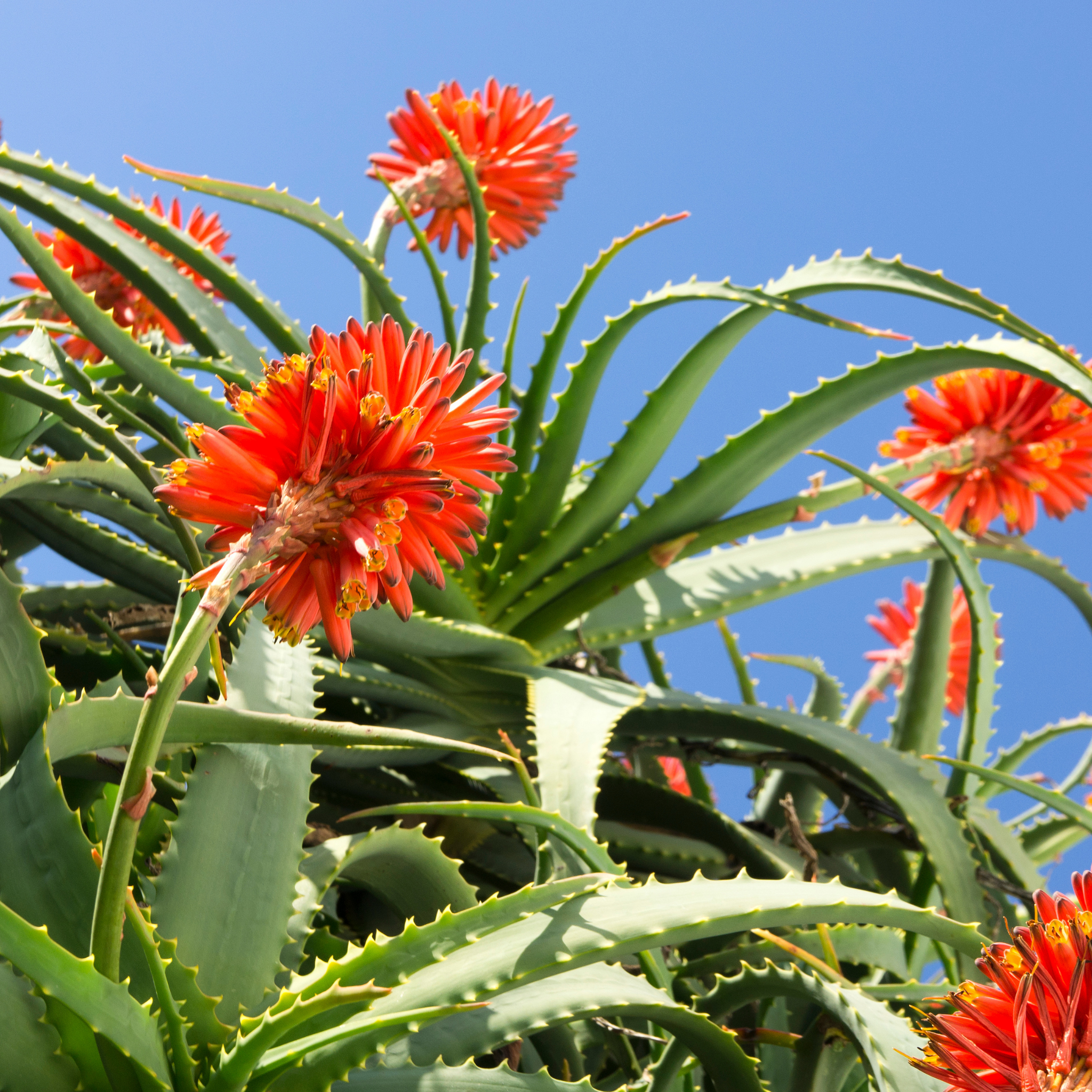 Aloe hybrida Gemini PBR
