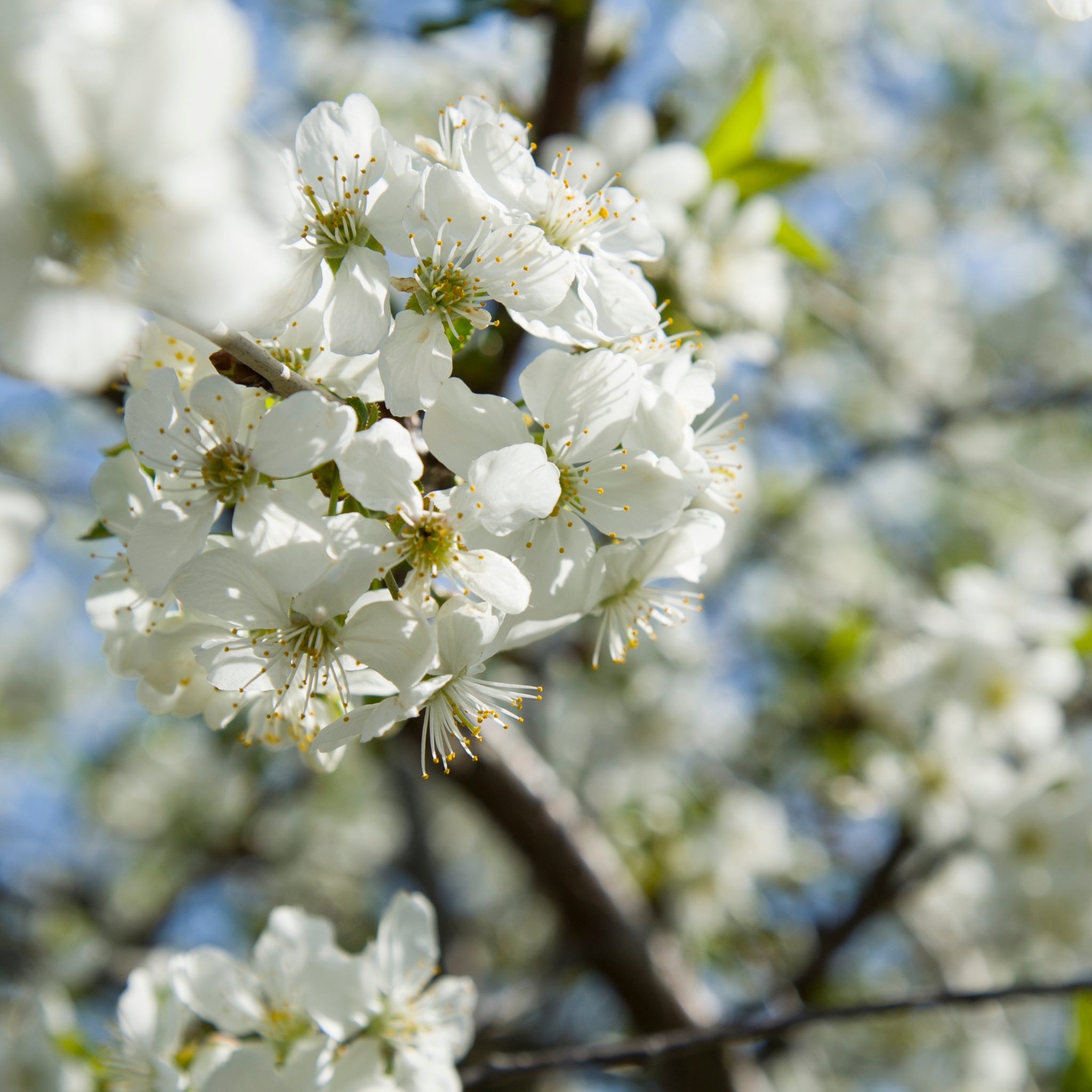 Ornamental Pear Southworth Dancer - Pyrus betulaefolia Southworth Dancer