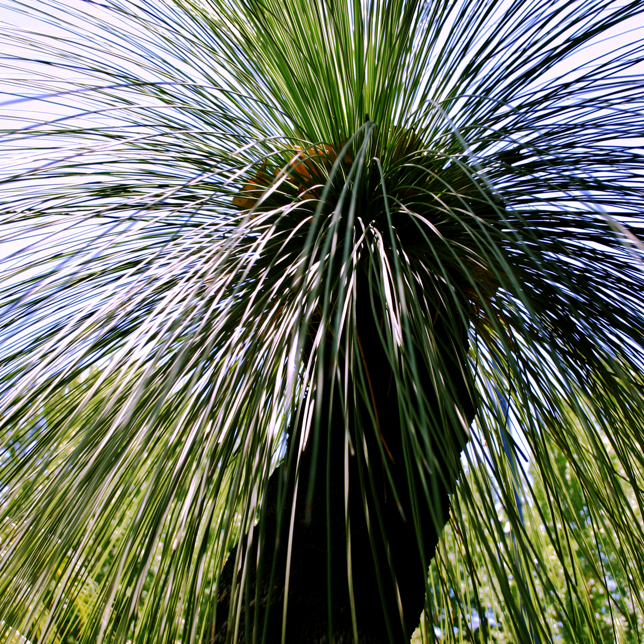 Johnson Grass Tree - Xanthorrhoea johnsonii