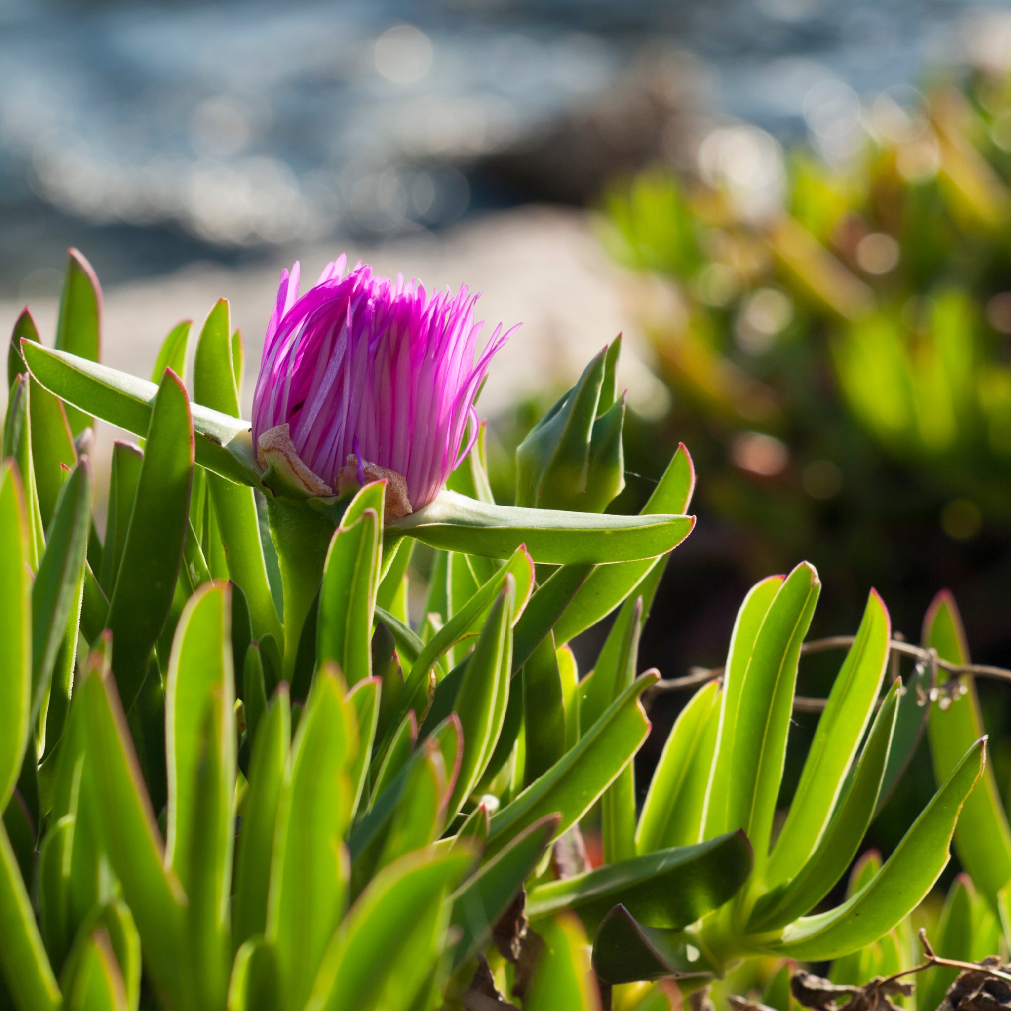 Native Pigface - Carpobrotus rossii