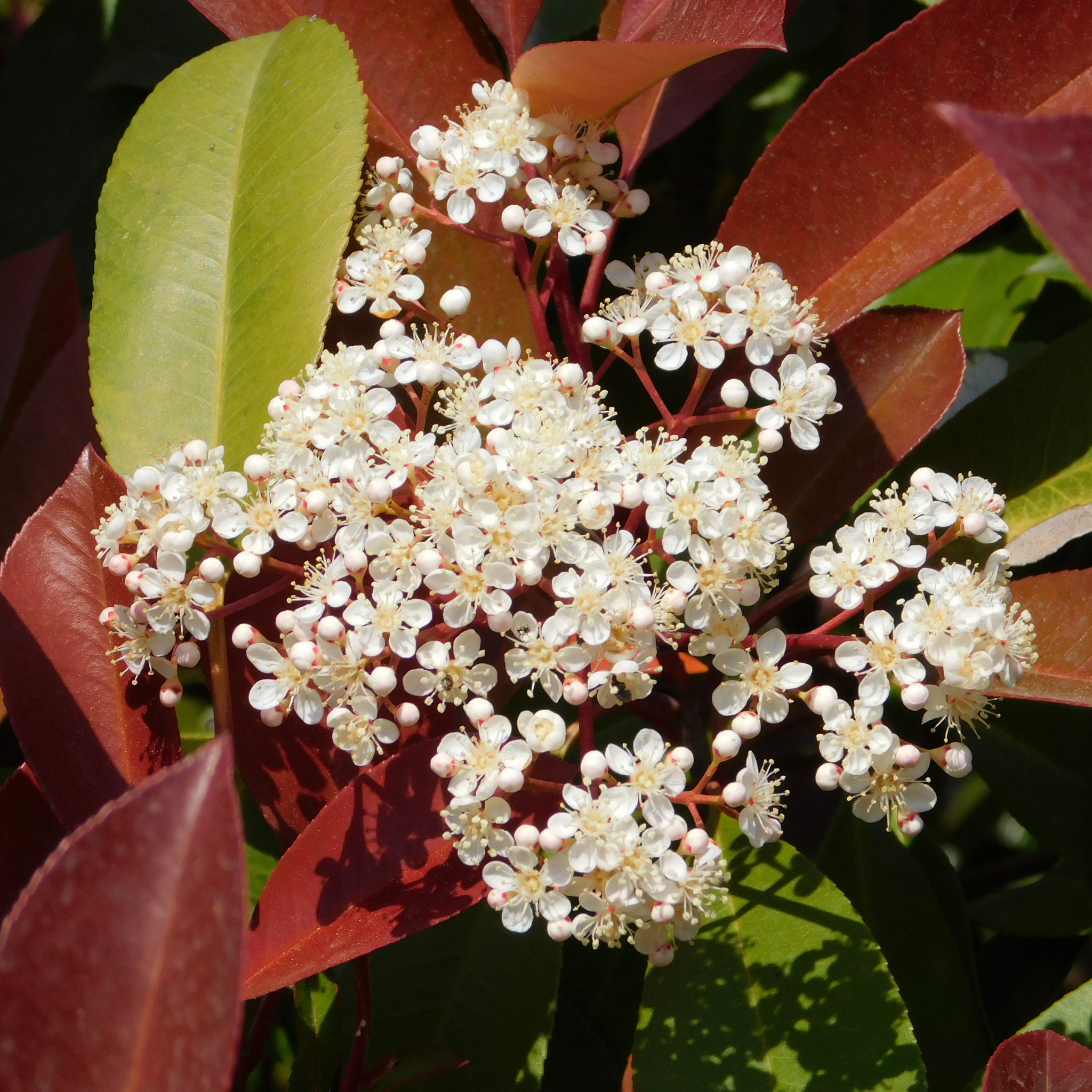 Close-up of white flowers with red leaves